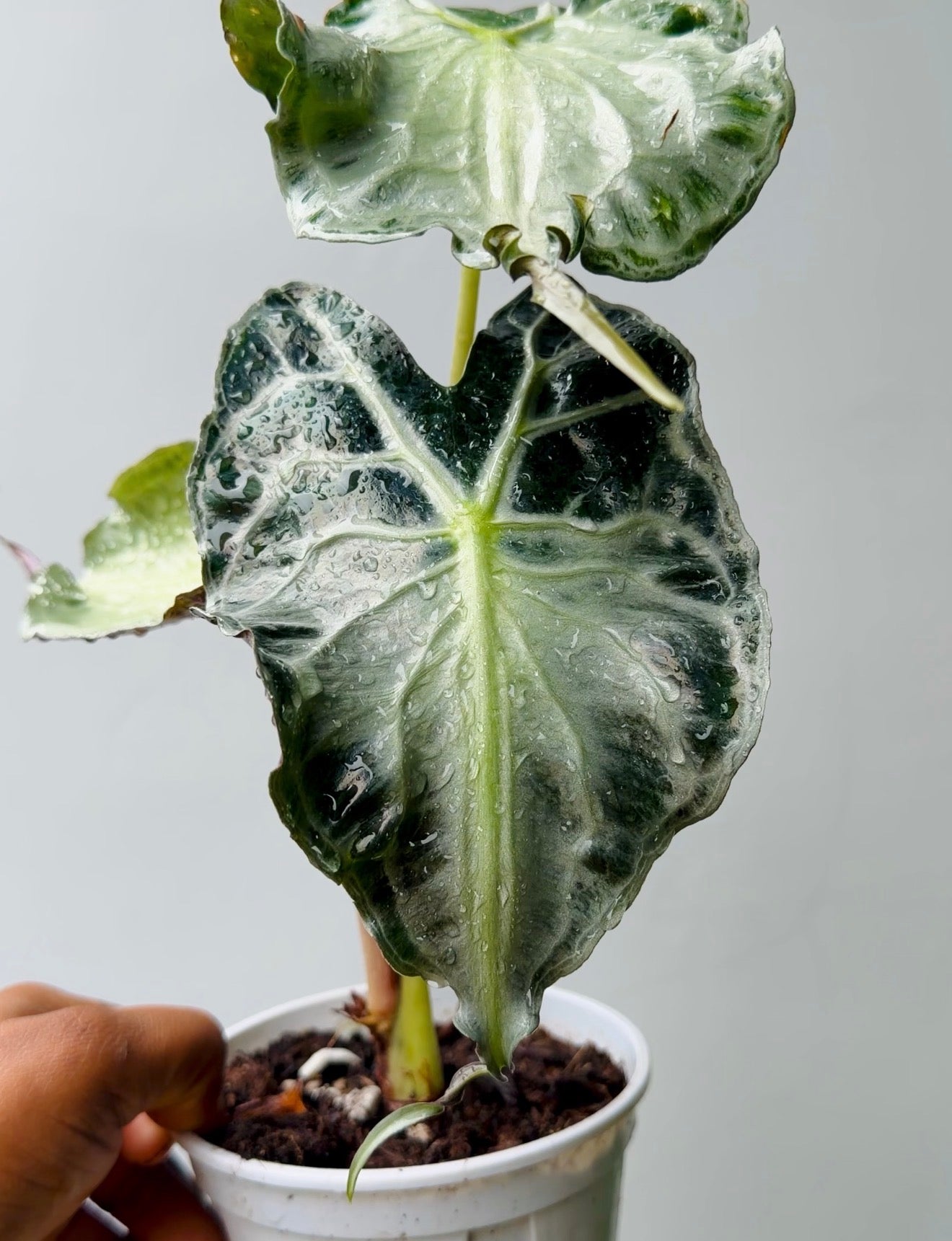Alocasia Venom
