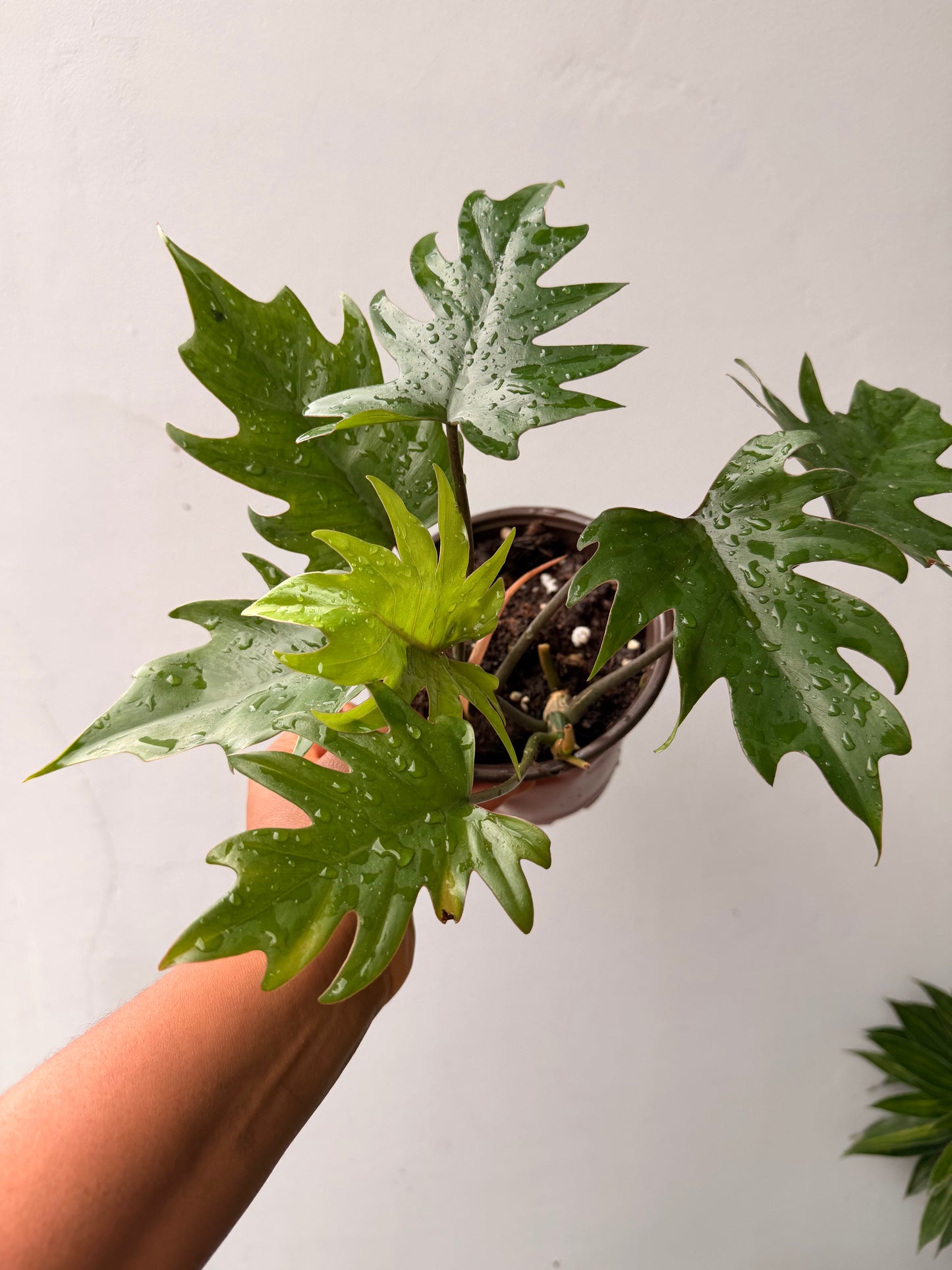 Philodendron Mayoi