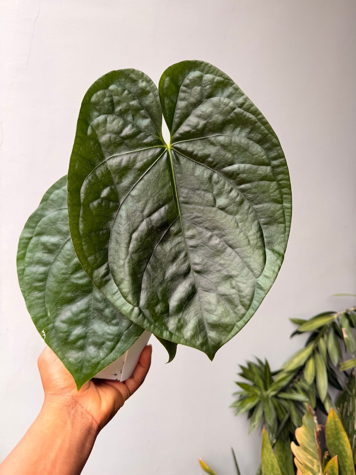 Anthurium AOS x Luxurians