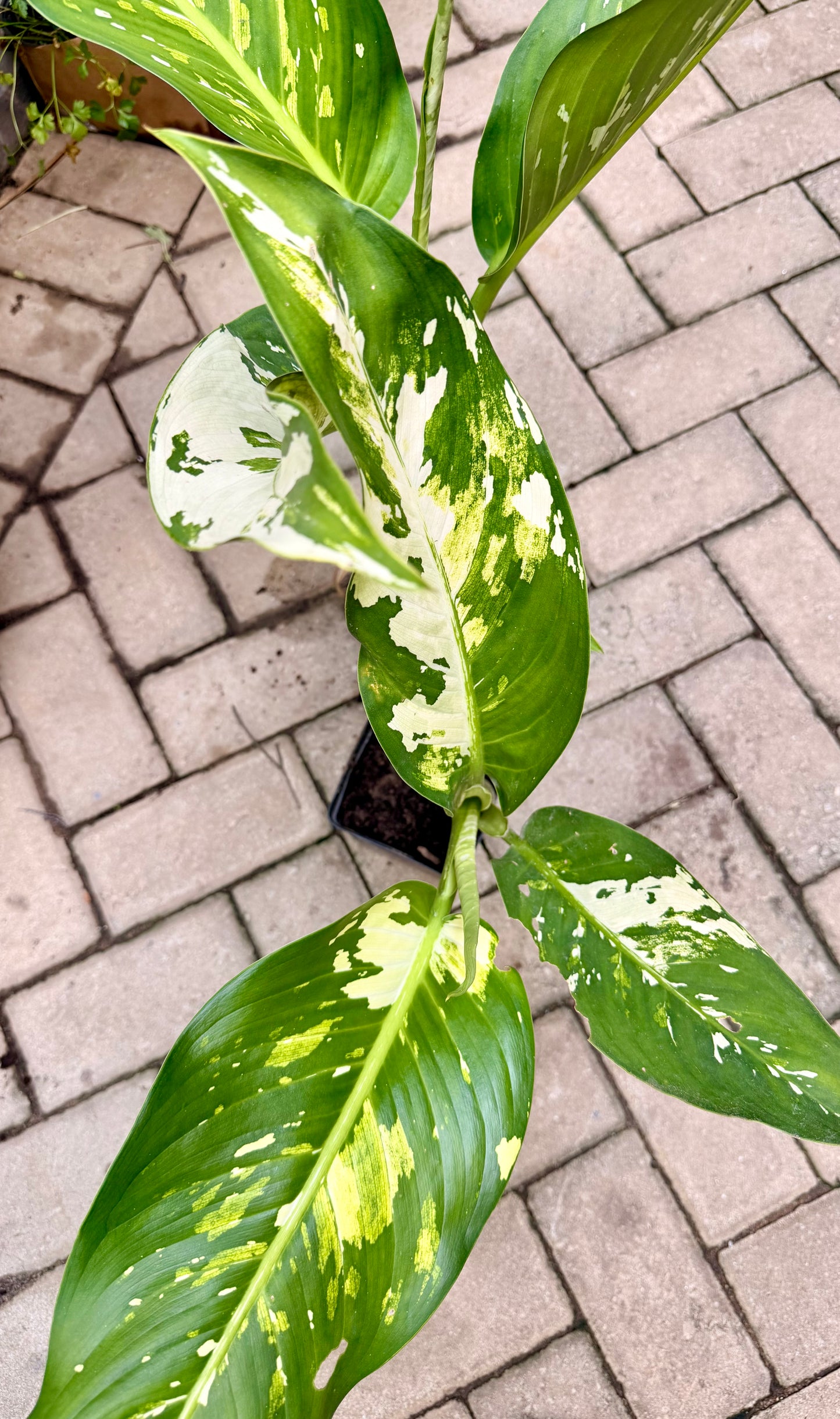 Dieffenbachia Puerto Rico
