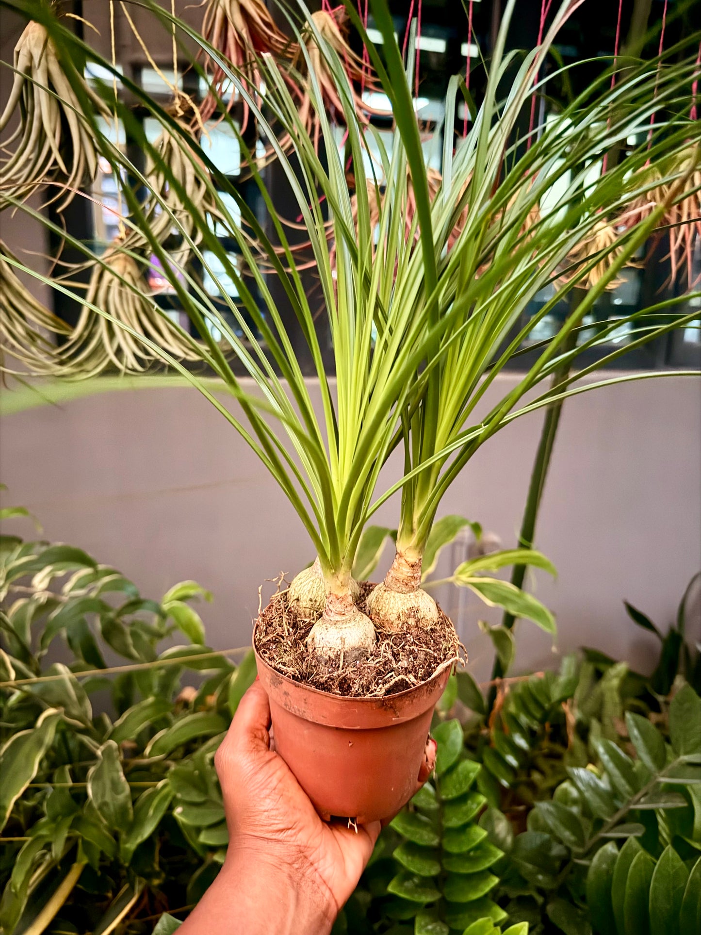 Mini Pony tail palm(3-in-1)