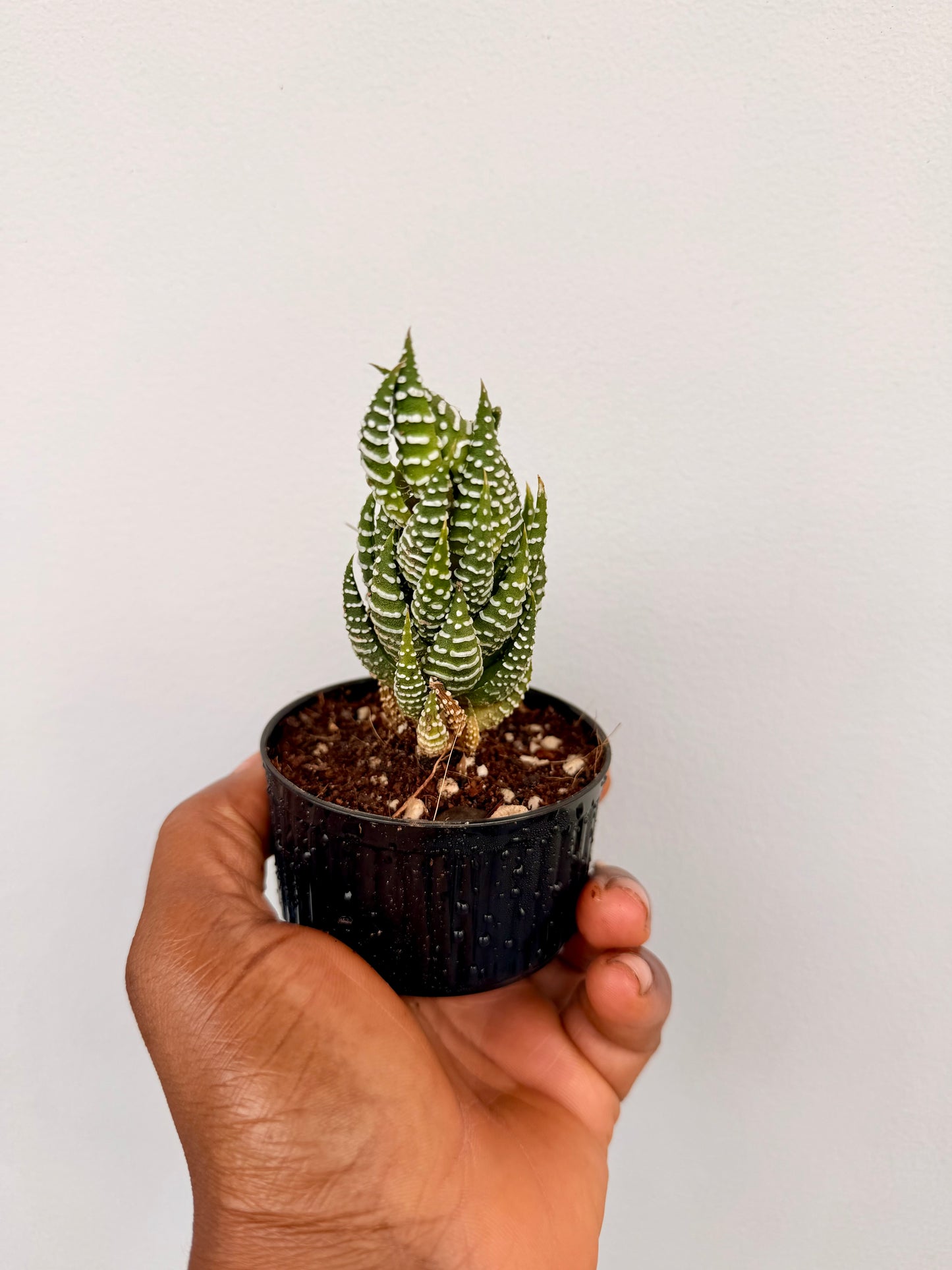 Zebra Cactus(Haworthia Fasciata)