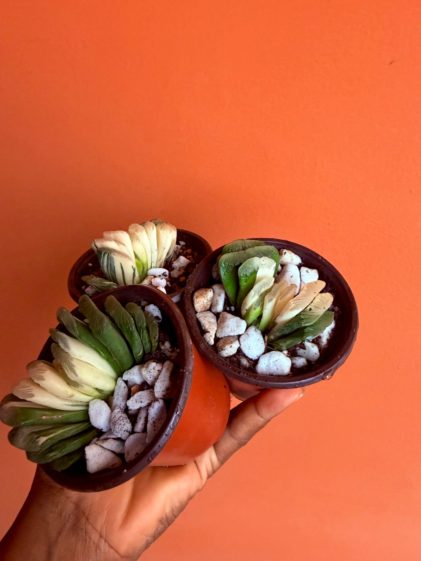 Haworthia Truncata Lime Green Variegata