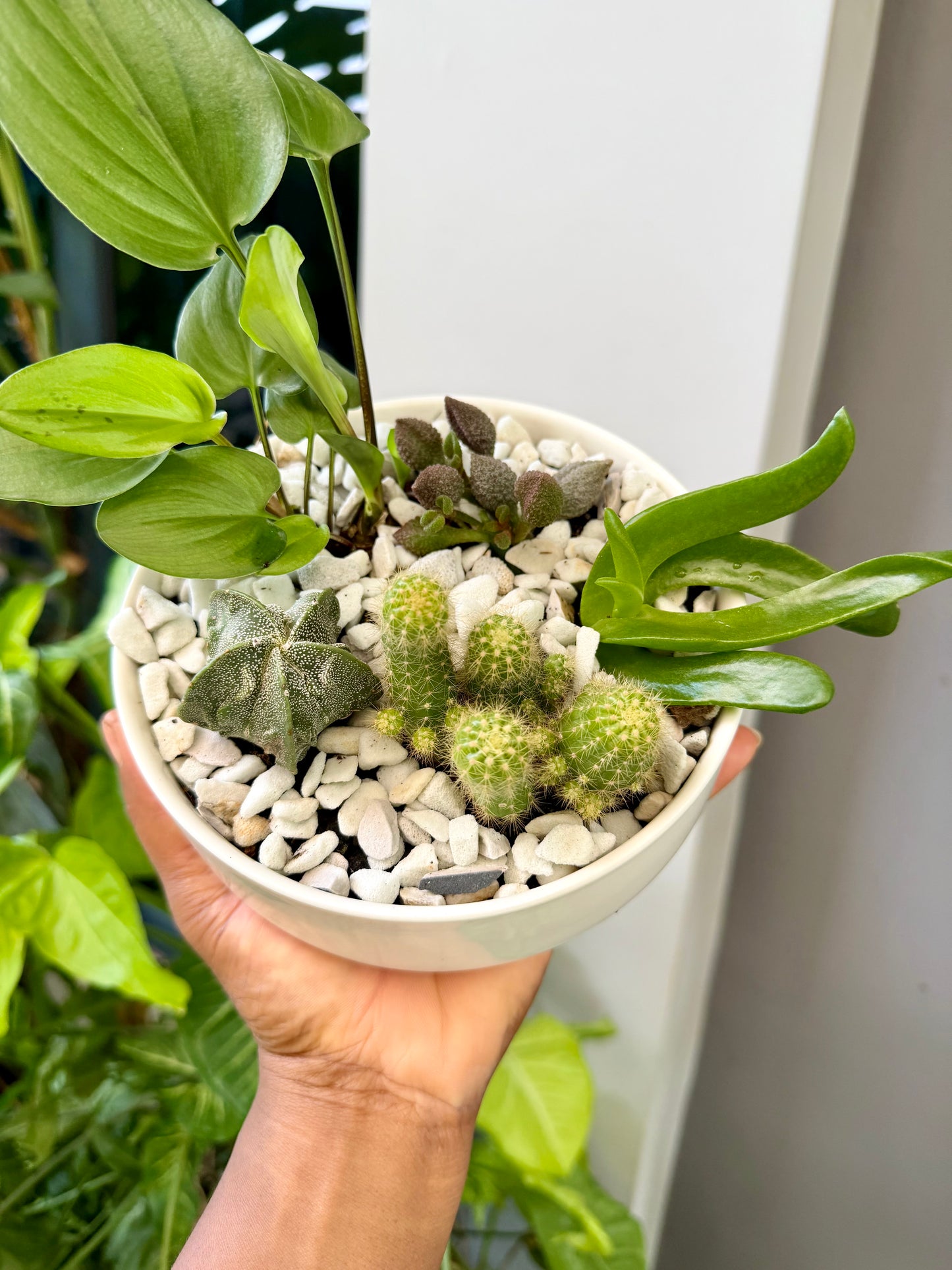 Cacti mix