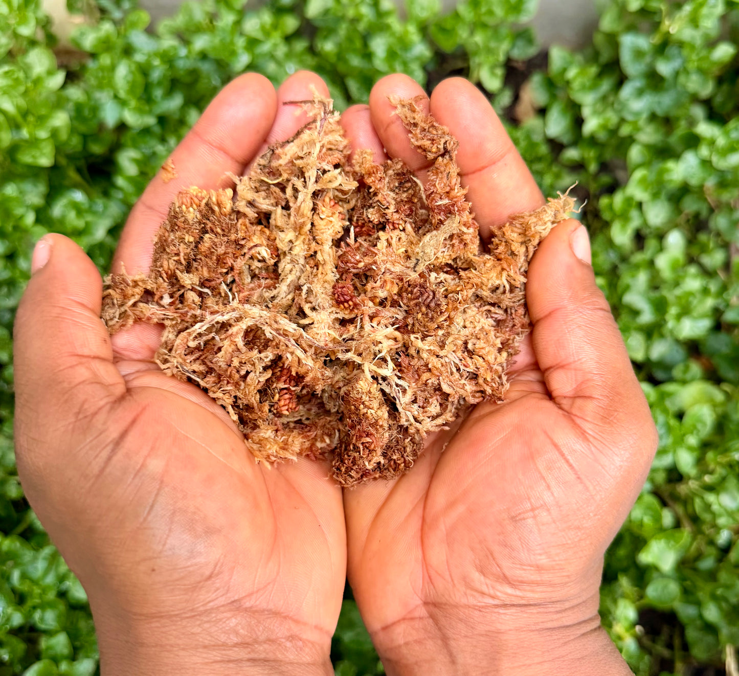 Premium Chilean Sphagnum moss