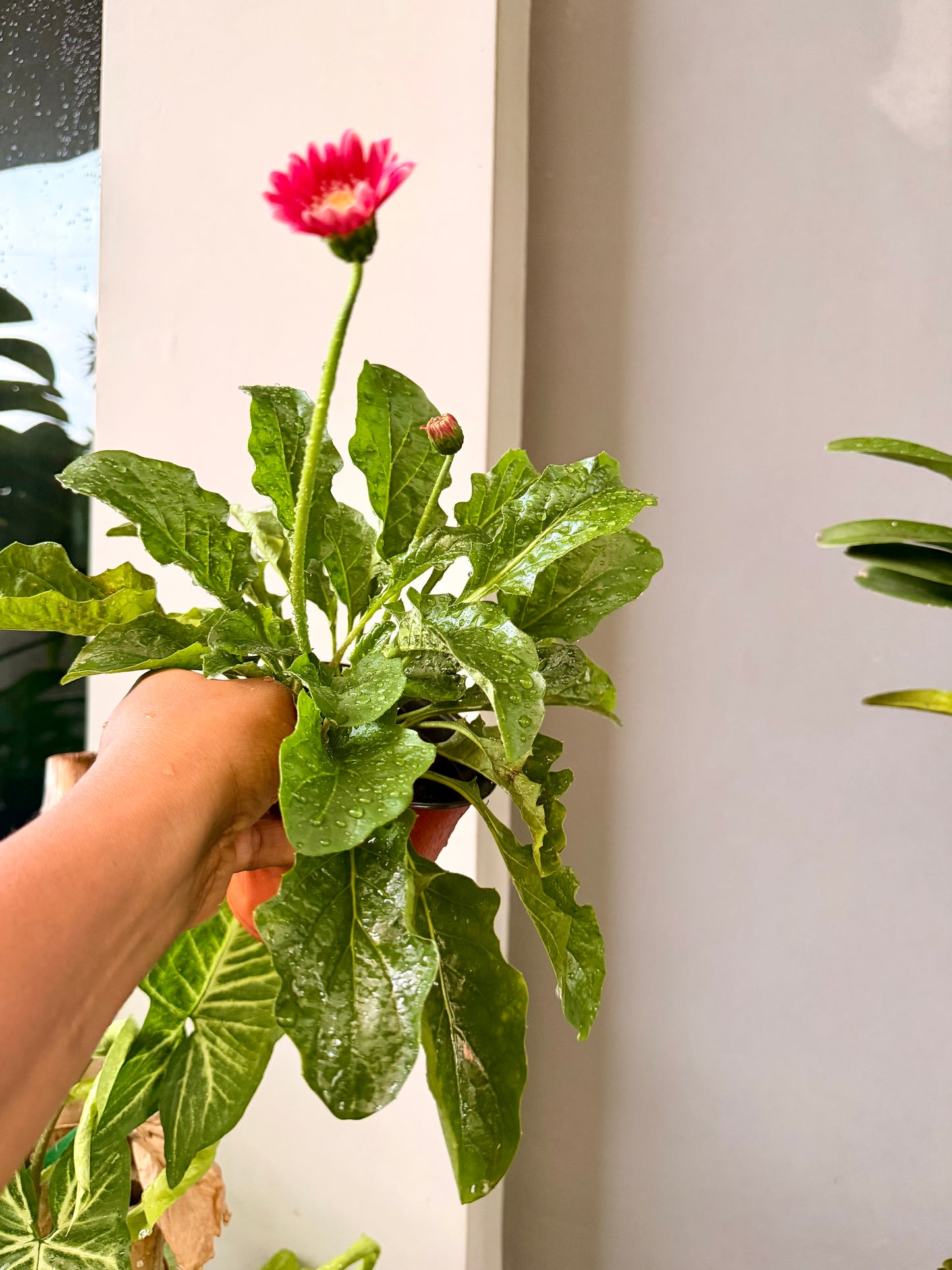 Gerber Daisy