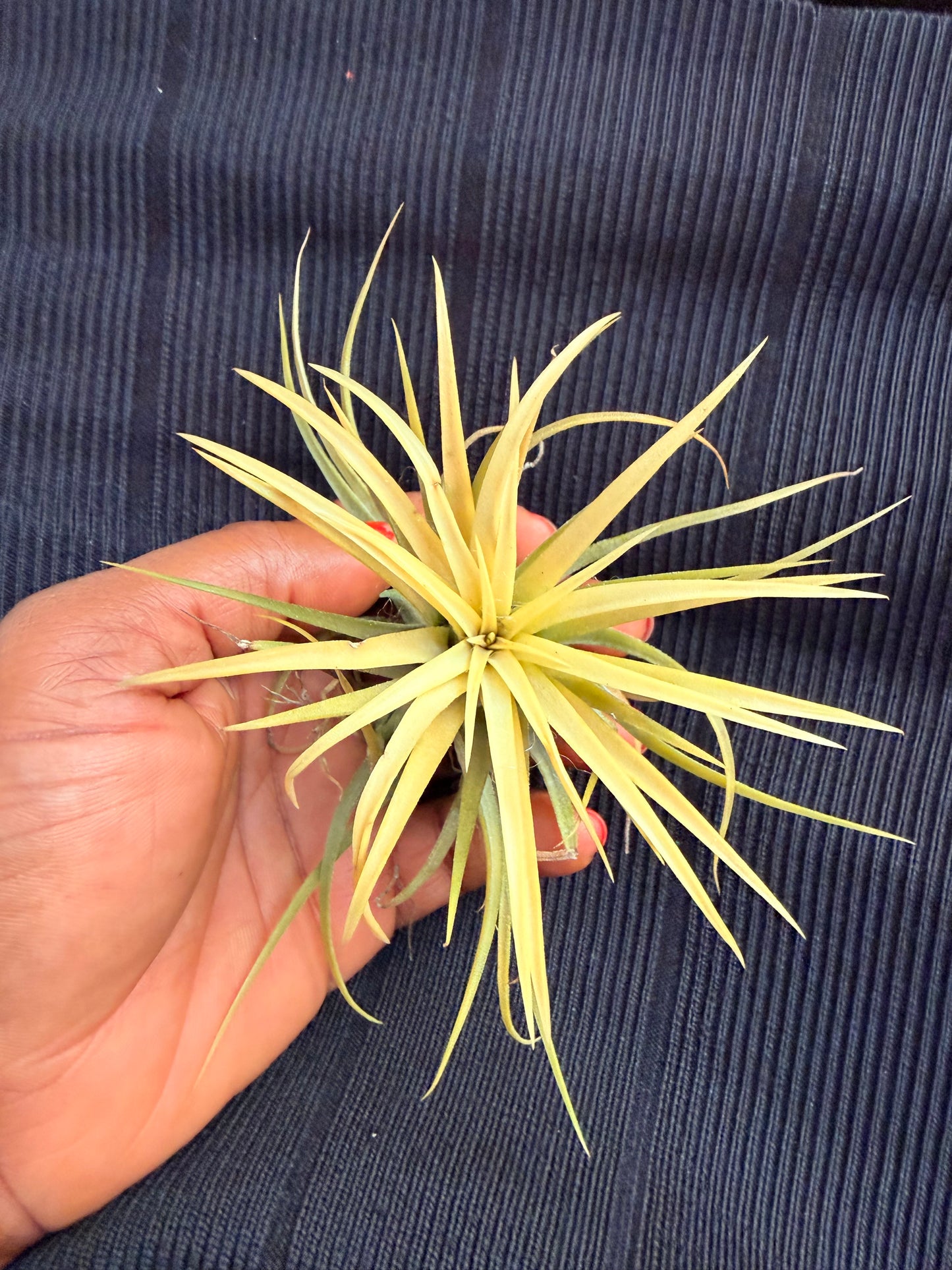 Tillandsia ionantha 'Druid'(in a decorative shell)