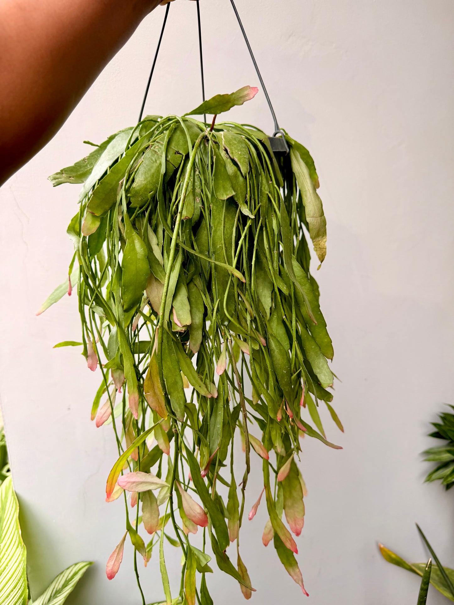Pseudorhipsalis ramulosa 'Red Coral'