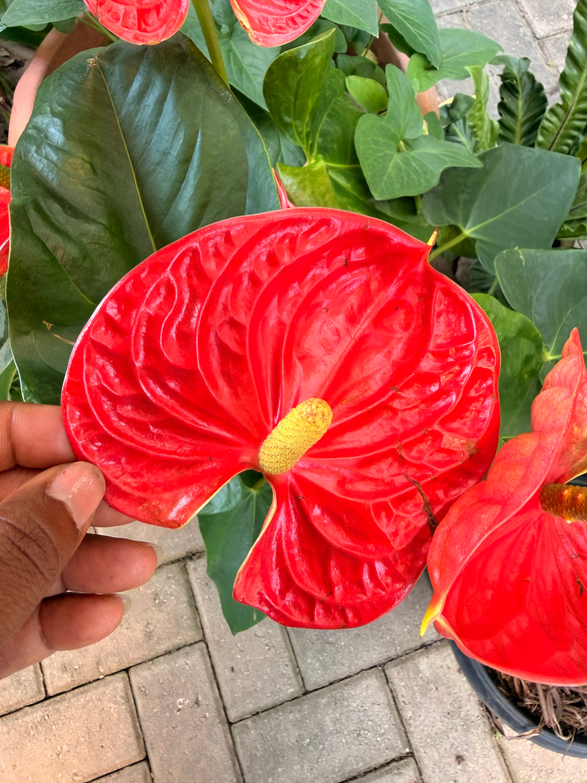 Potted Flamingo anthuriums