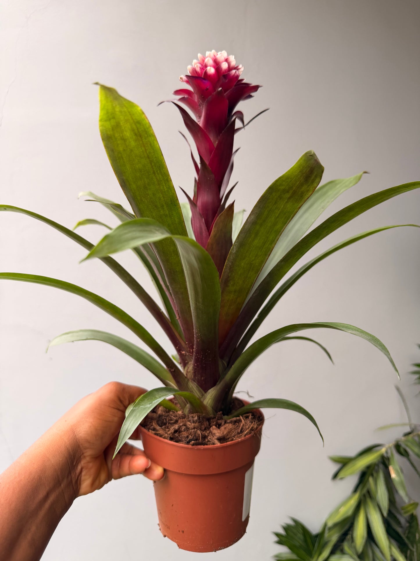 Guzmania Purple