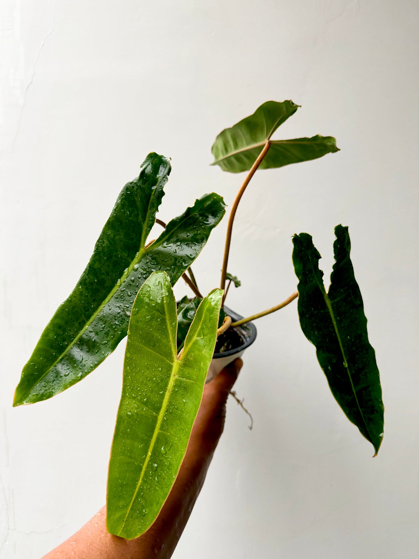 Philodendron Billietiae