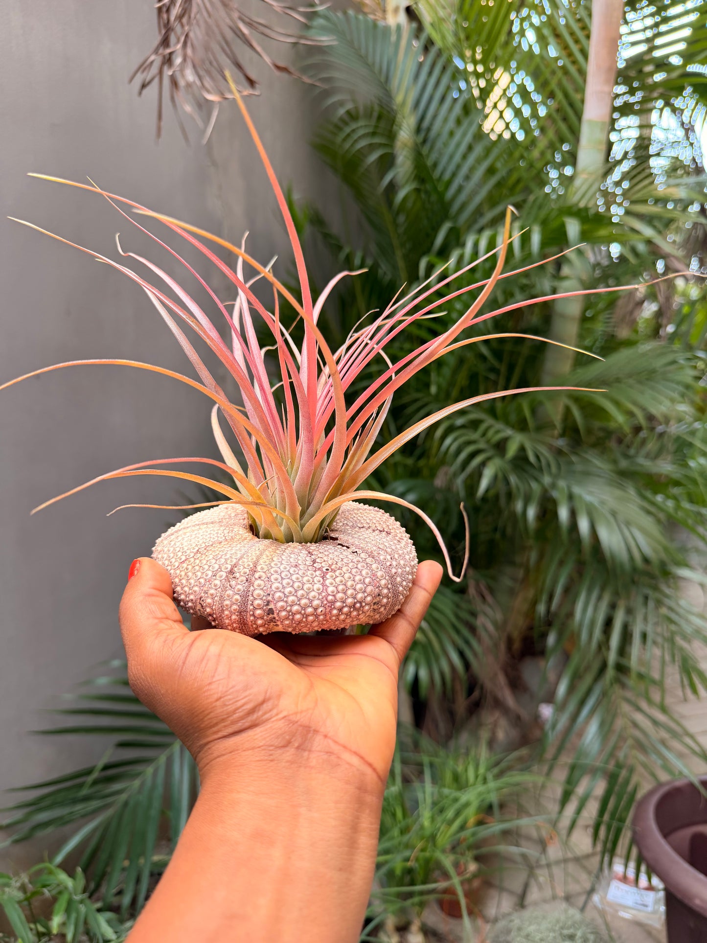 Tillandsia Brachycaulos