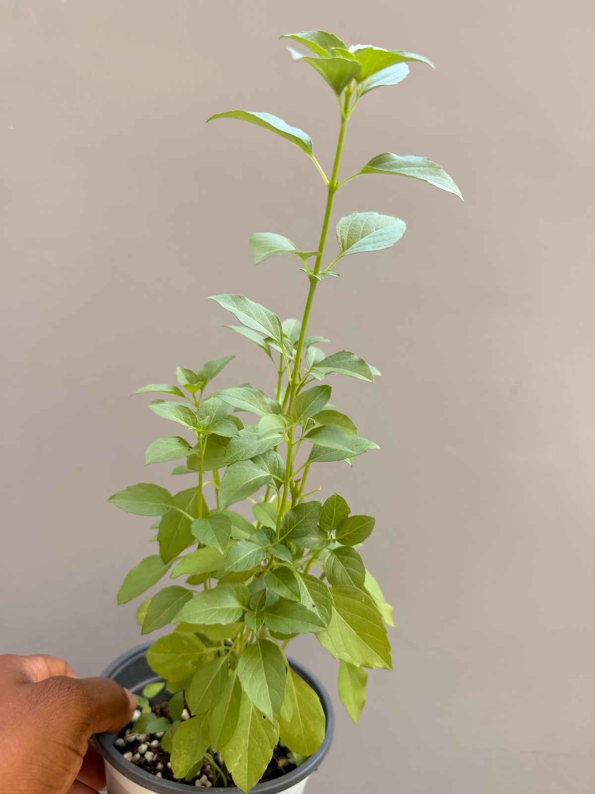 Lemon Basil