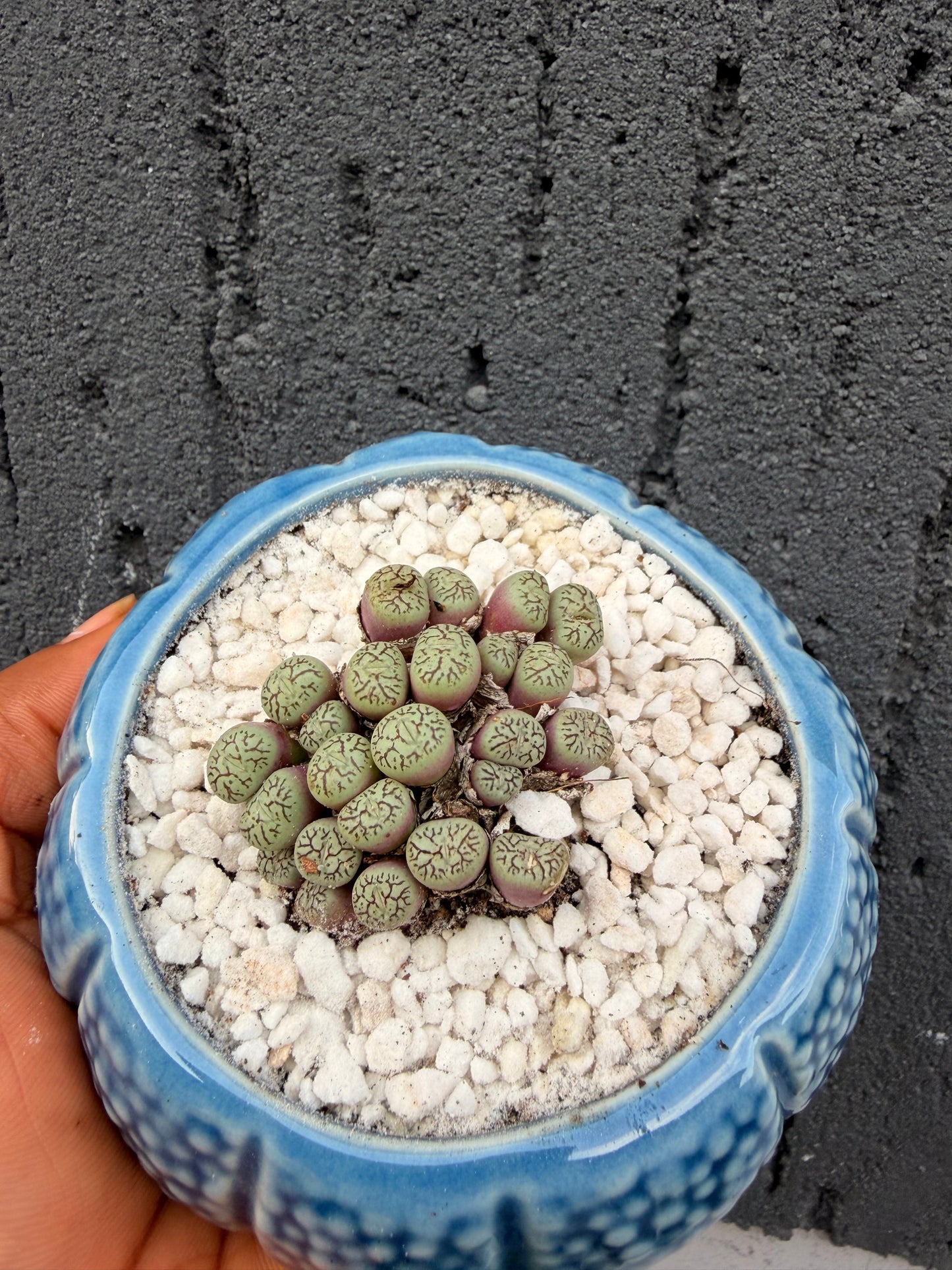 Conophytum Wittebergense
