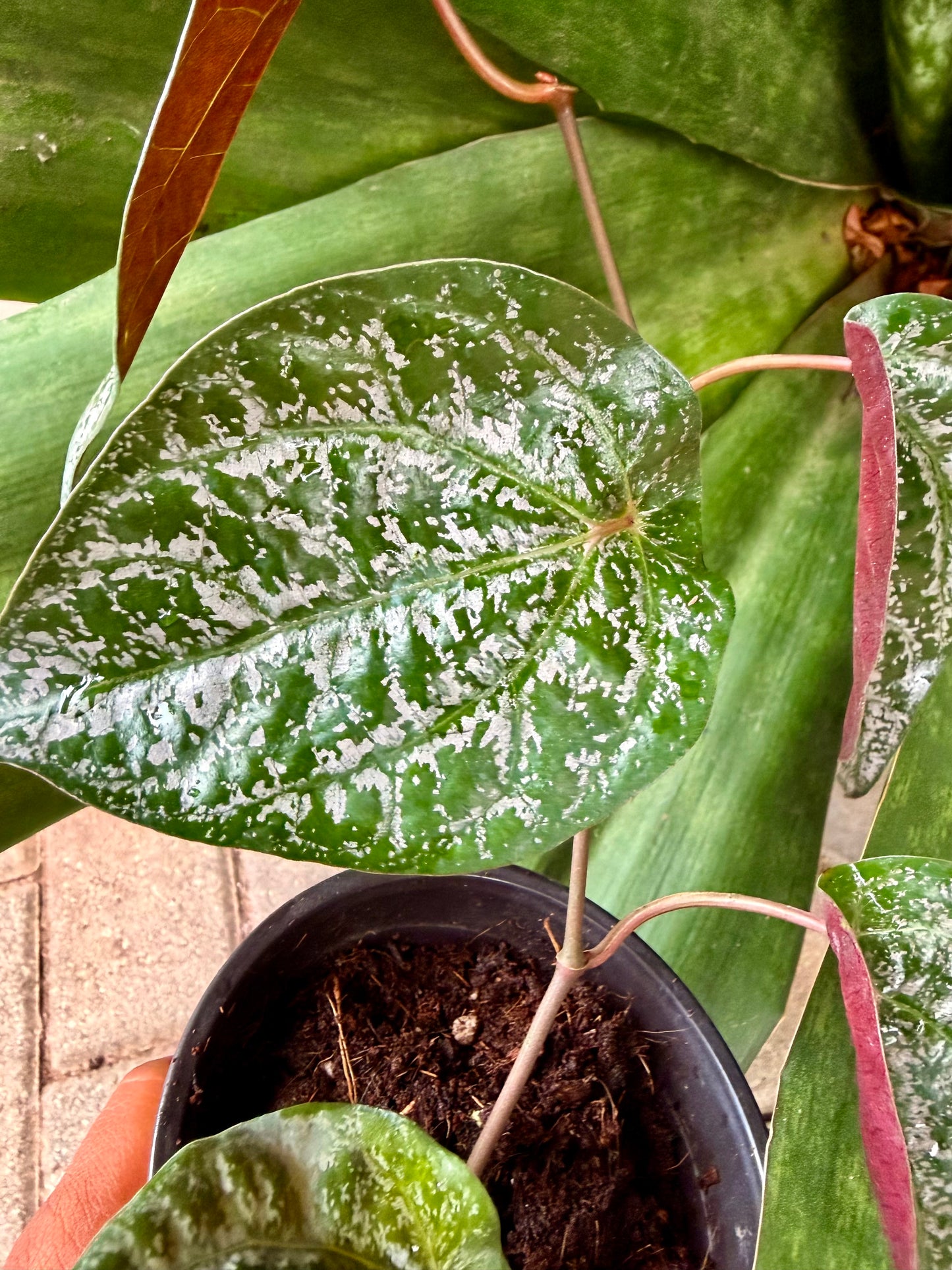 Piper Ornatum