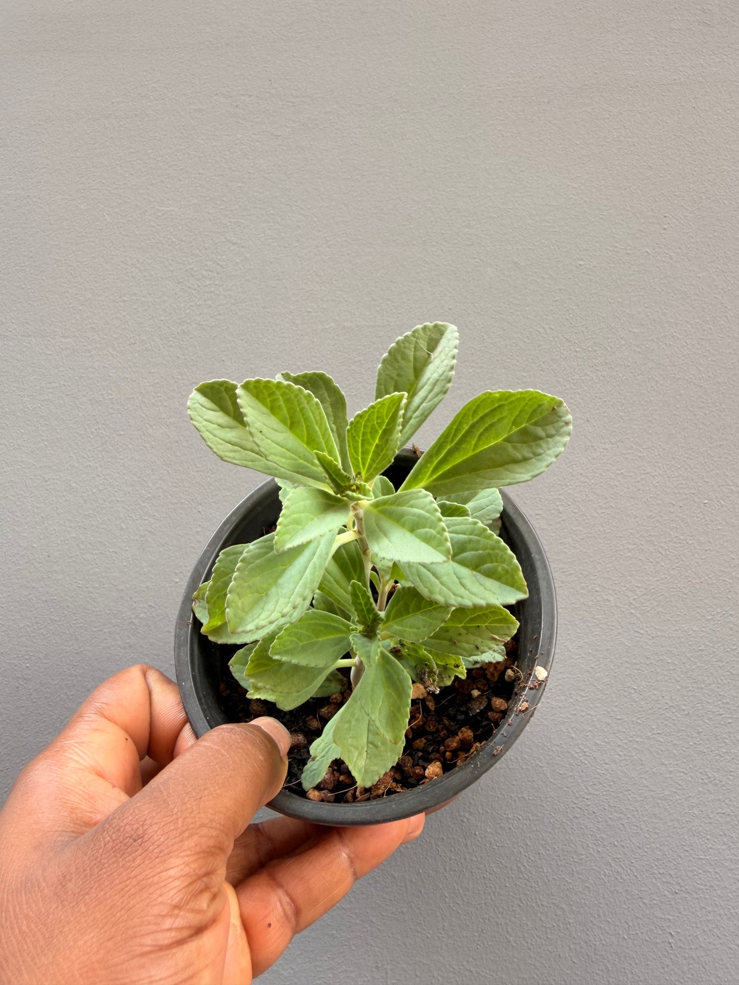 Panadol plant (Plectranthus caninus)