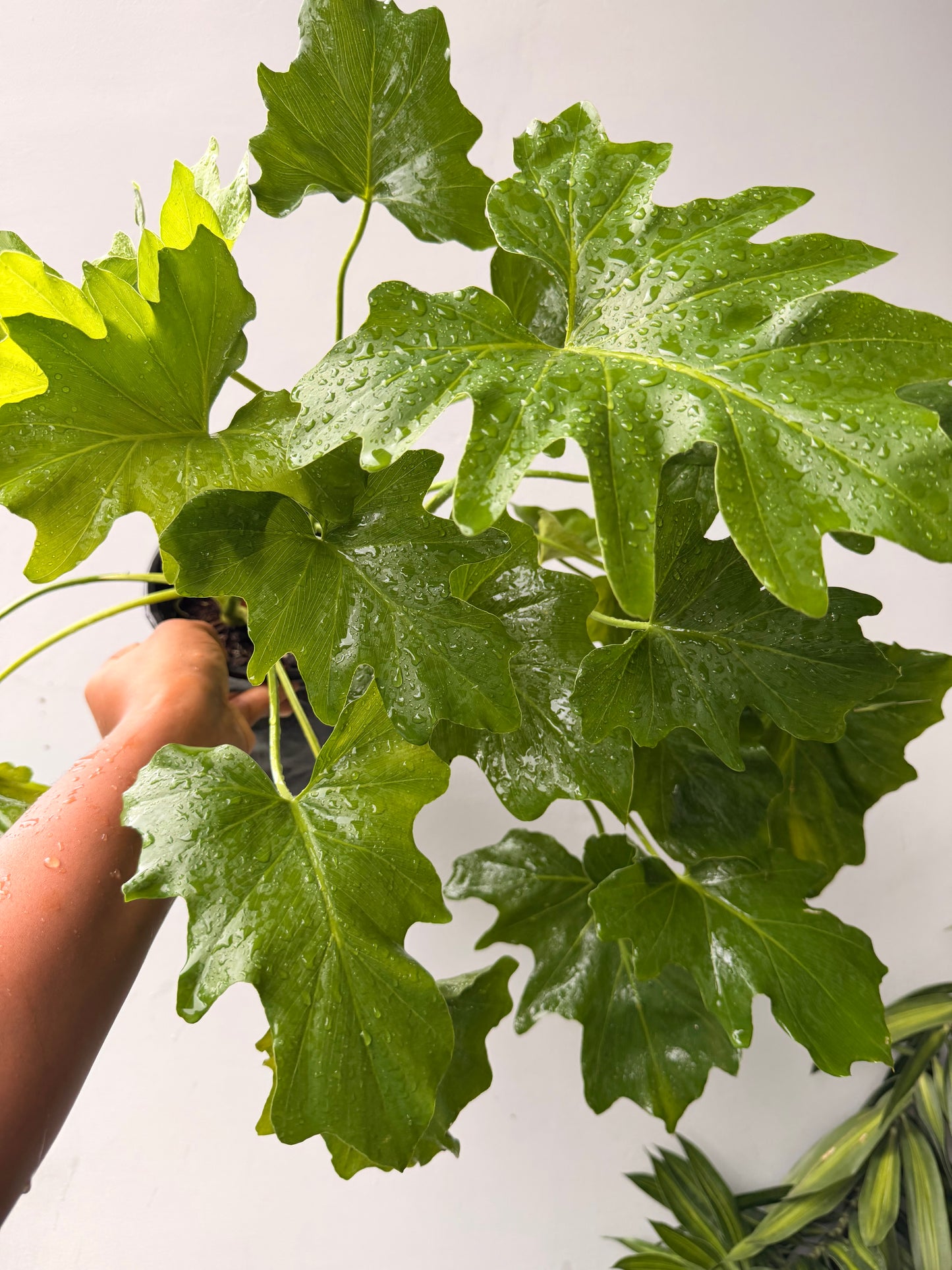 Philodendron Selloum