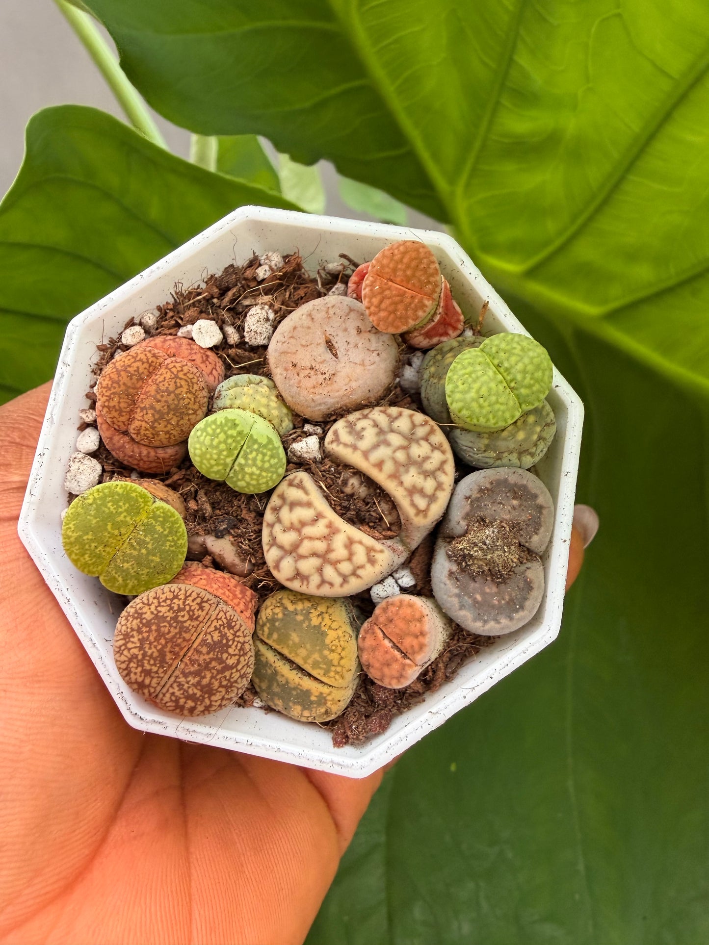 Lithops(Living stones)