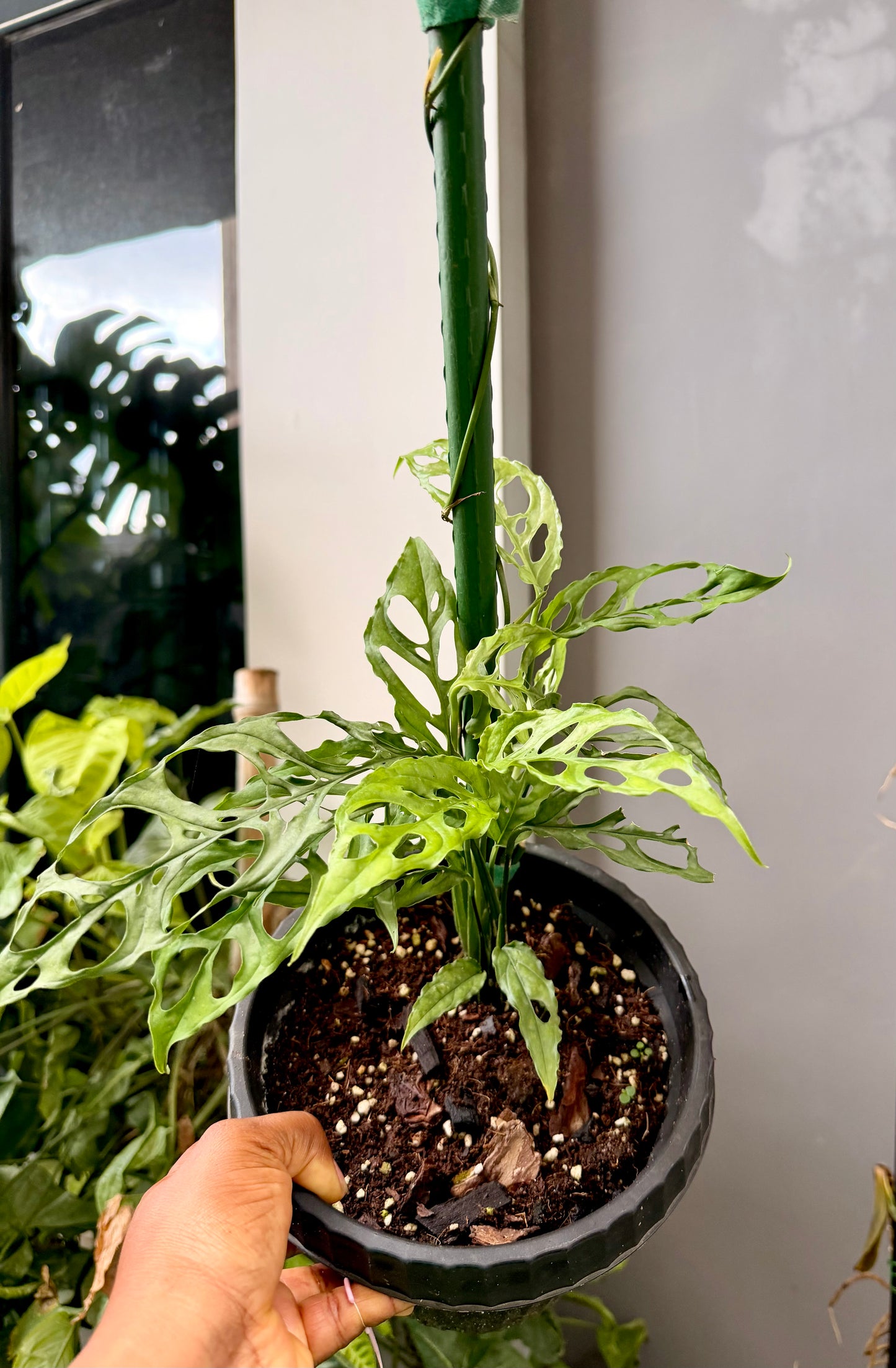 Monstera Obliqua Peru