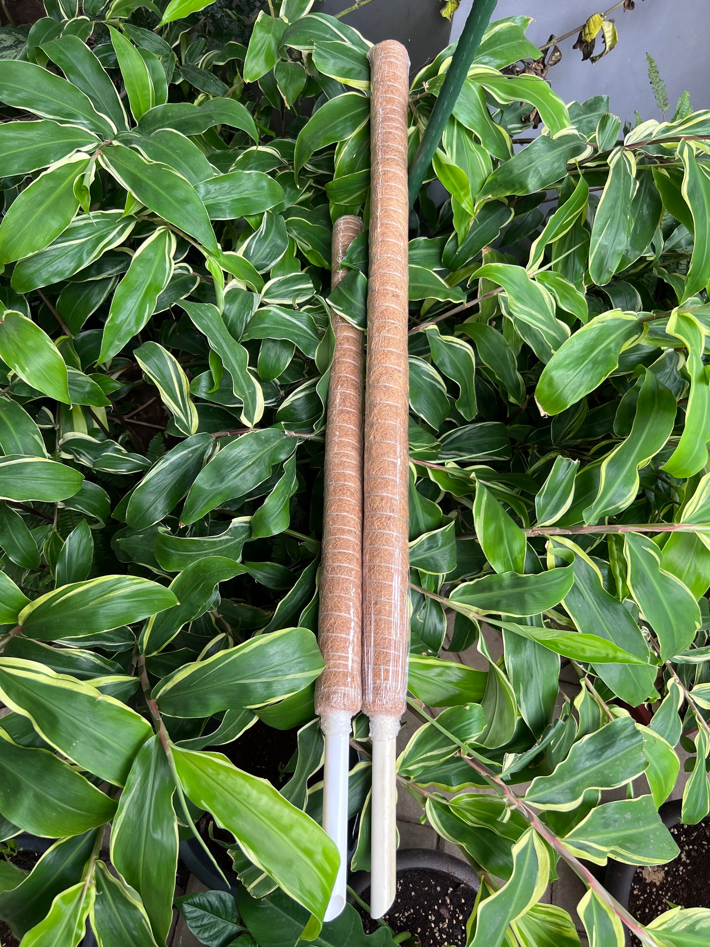 Coco Coir Climbing Poles(1 pole)