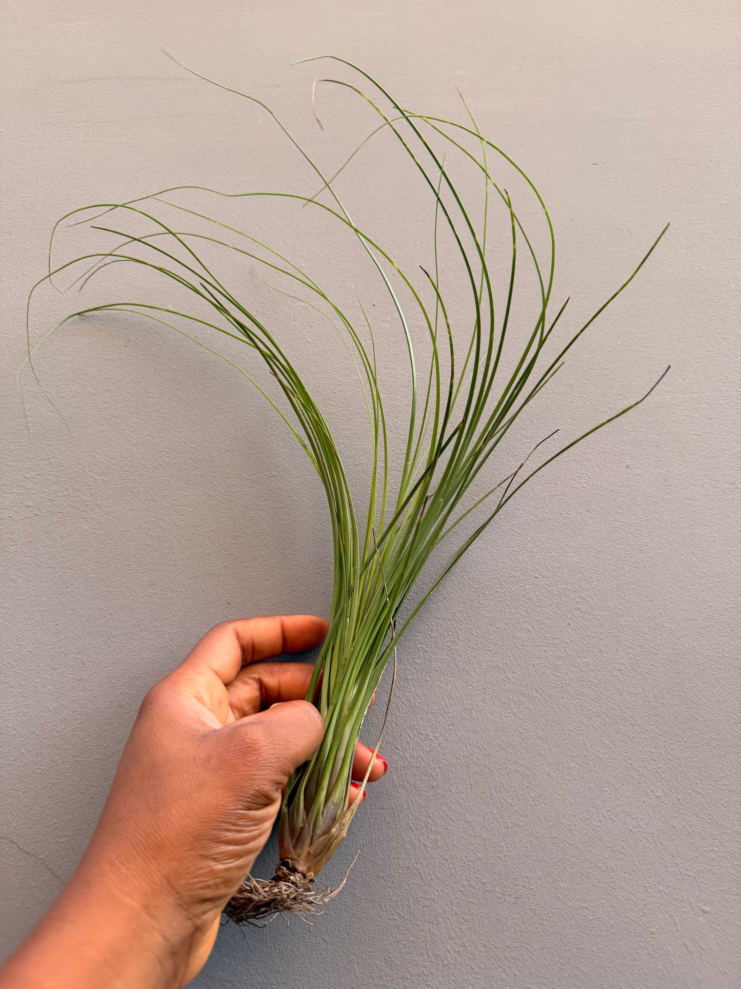 Tillandsia Juncifolia
