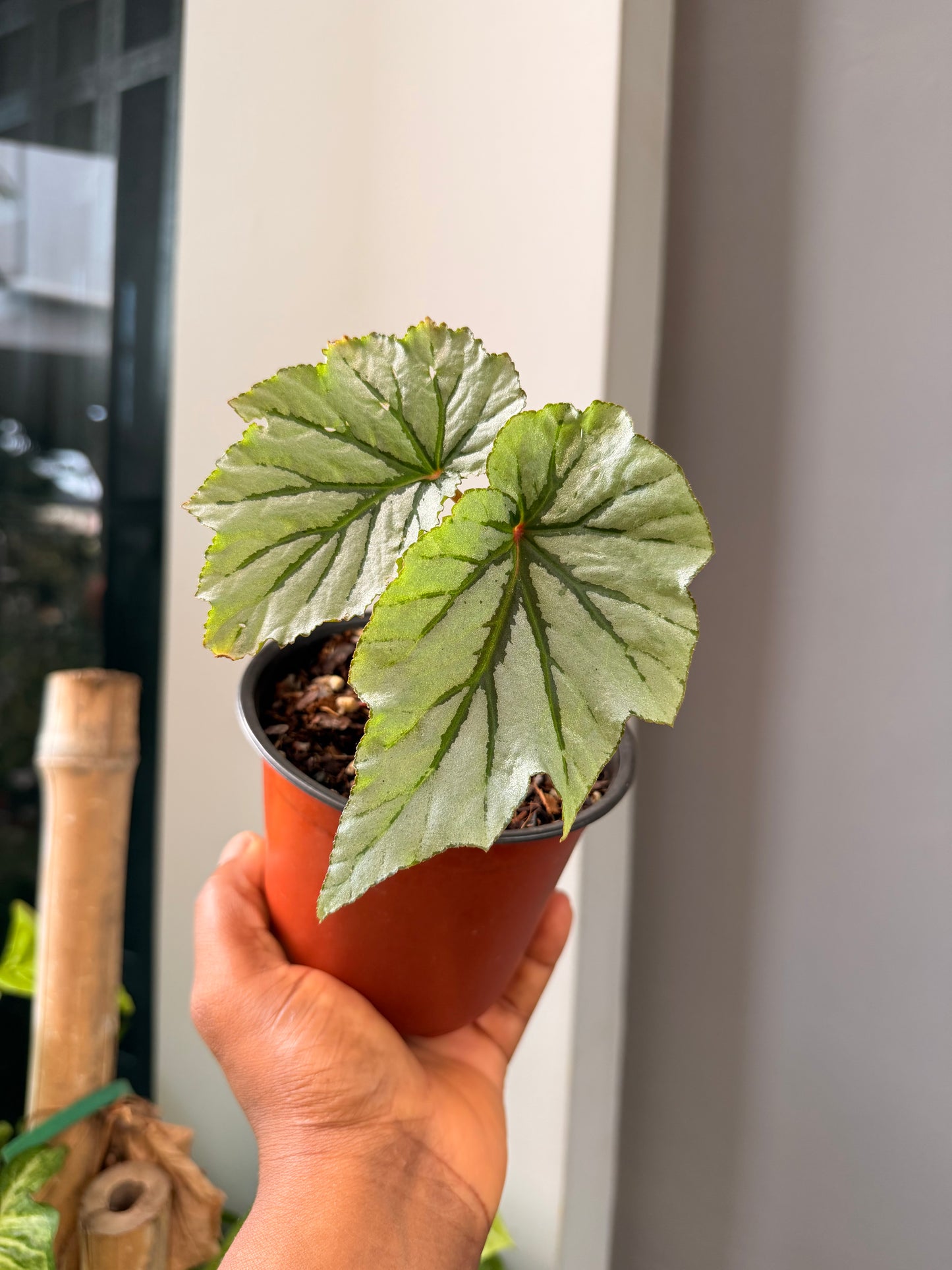 Begonia (Looking Glass)