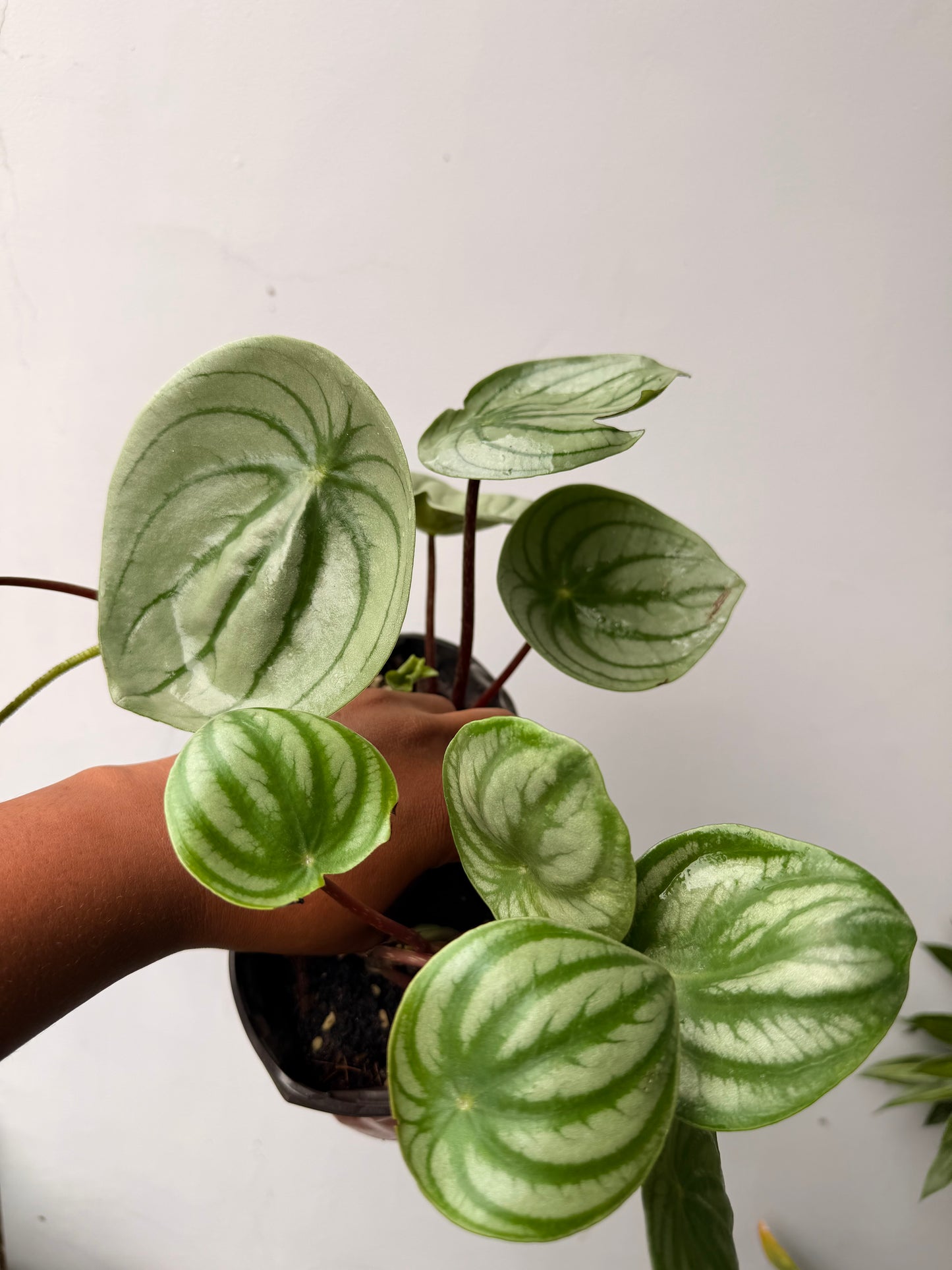 Peperomia argyreia