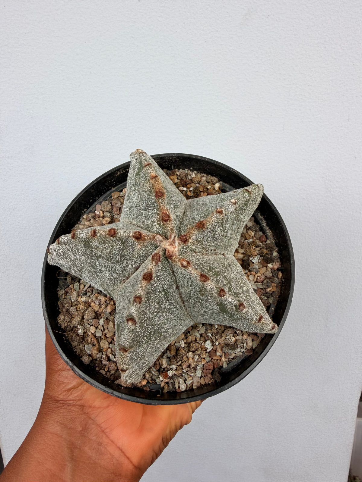 Astrophytum myriostigma( Bishop's cap cactus)