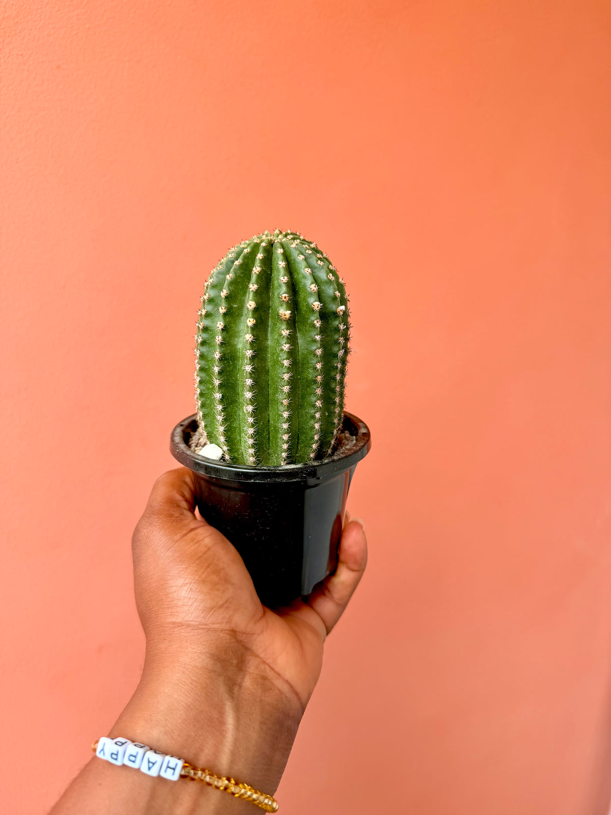 Echinopsis