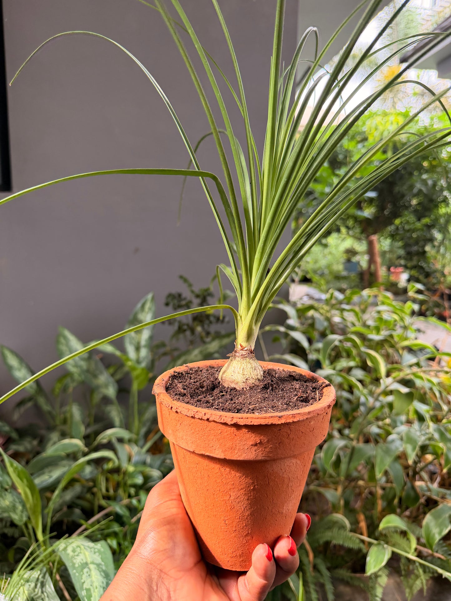 Mini Pony tail palm