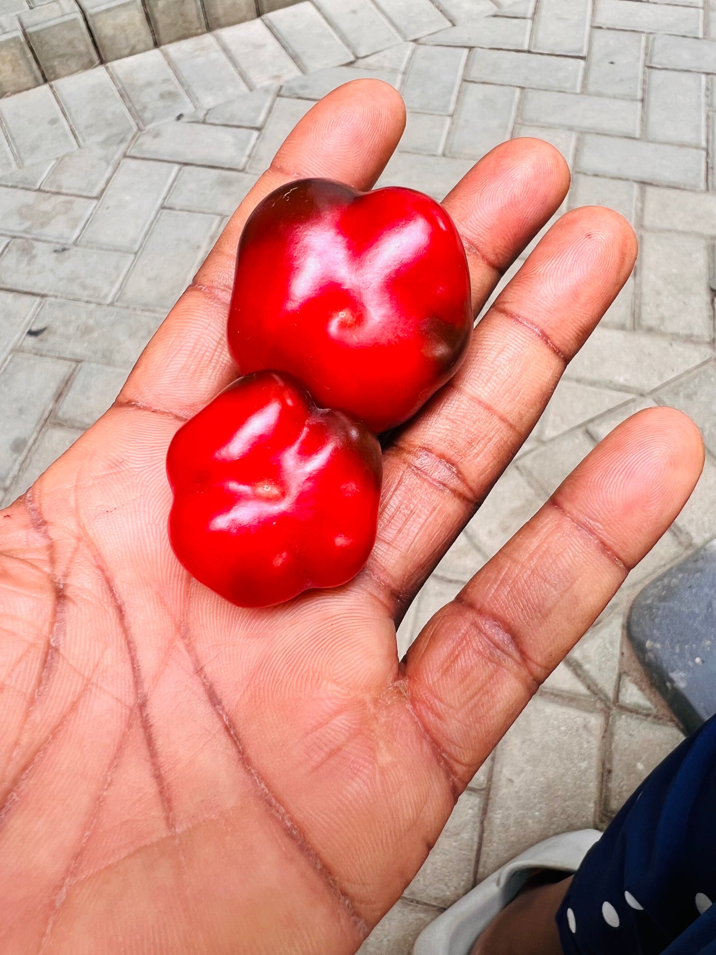 Round of Hungary pepper seeds