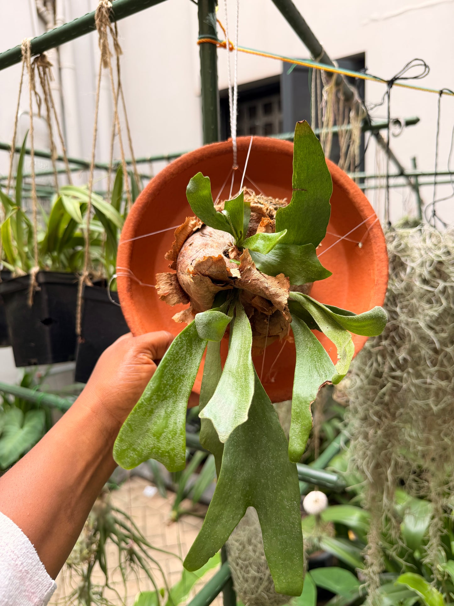 Staghorn/Antler fern