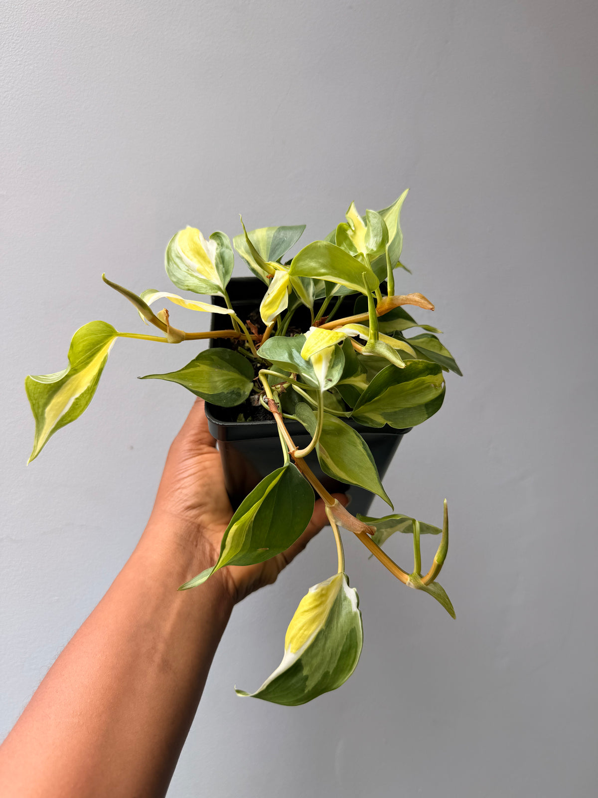 Philodendron cream splash