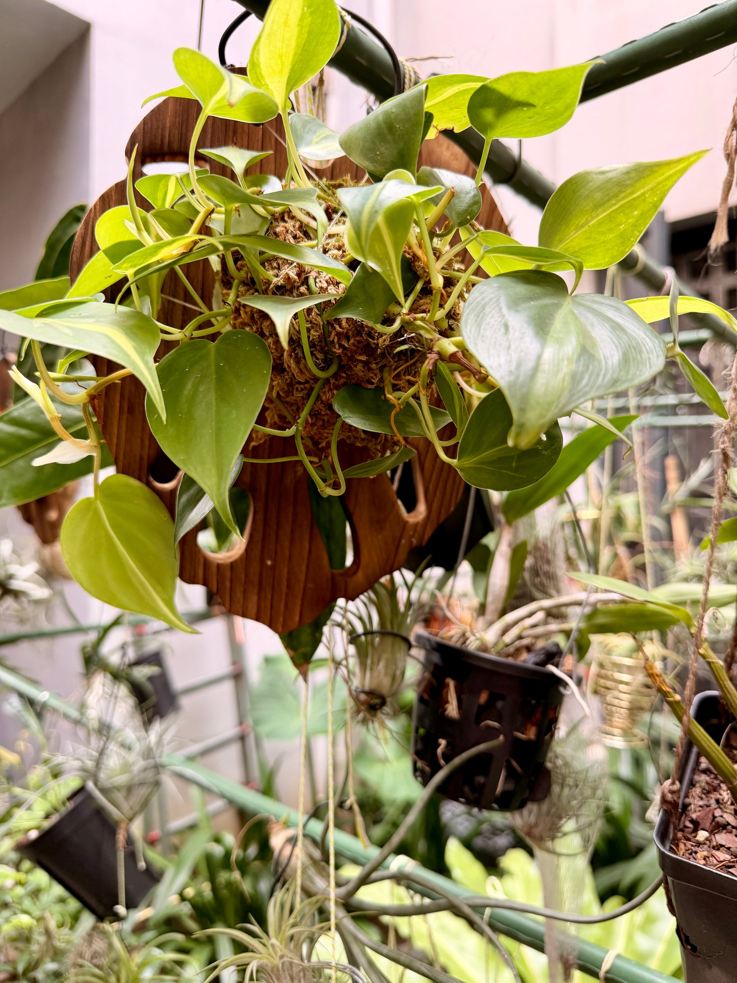Philodendron Brazil