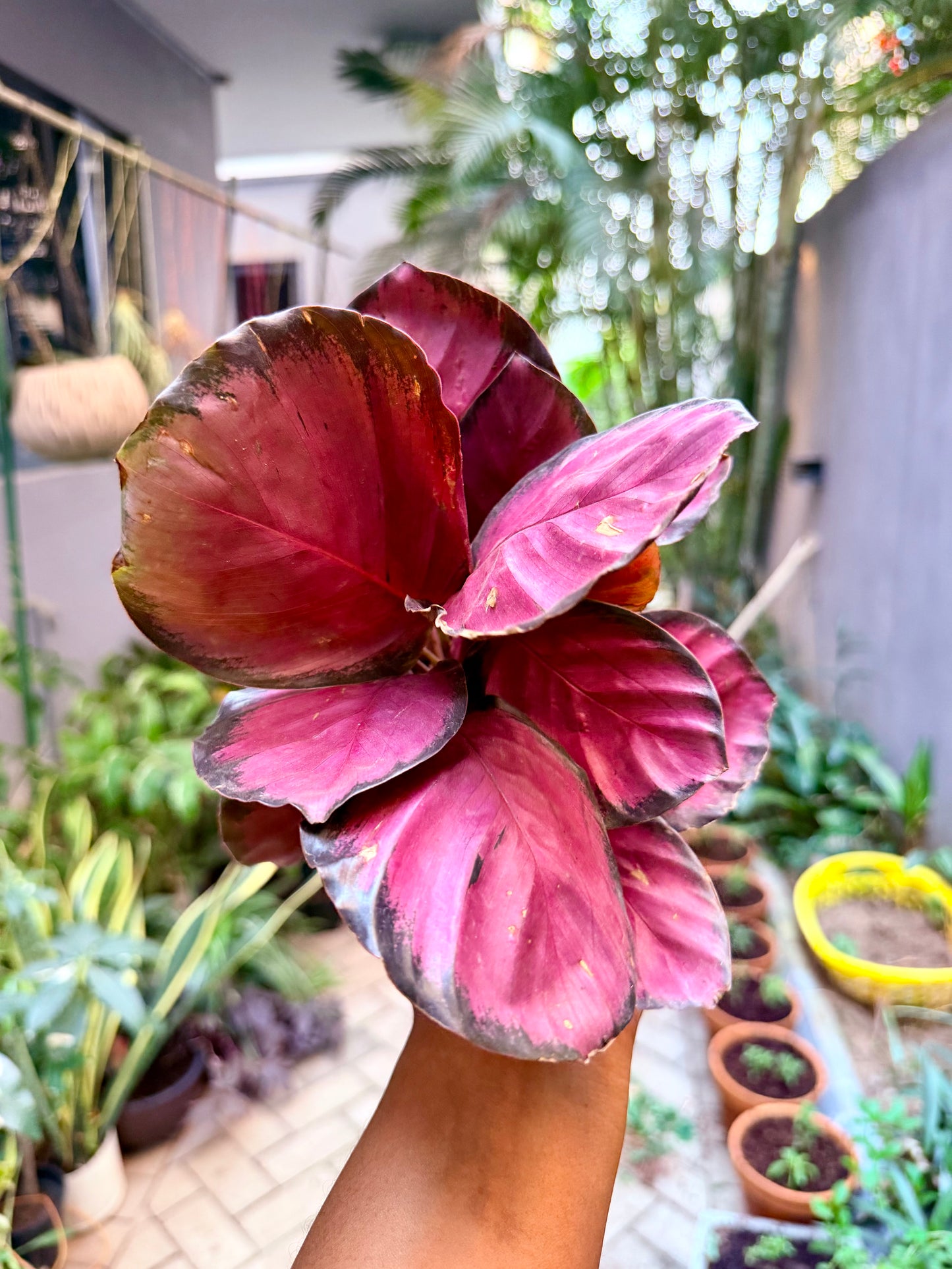 Calathea Rosy