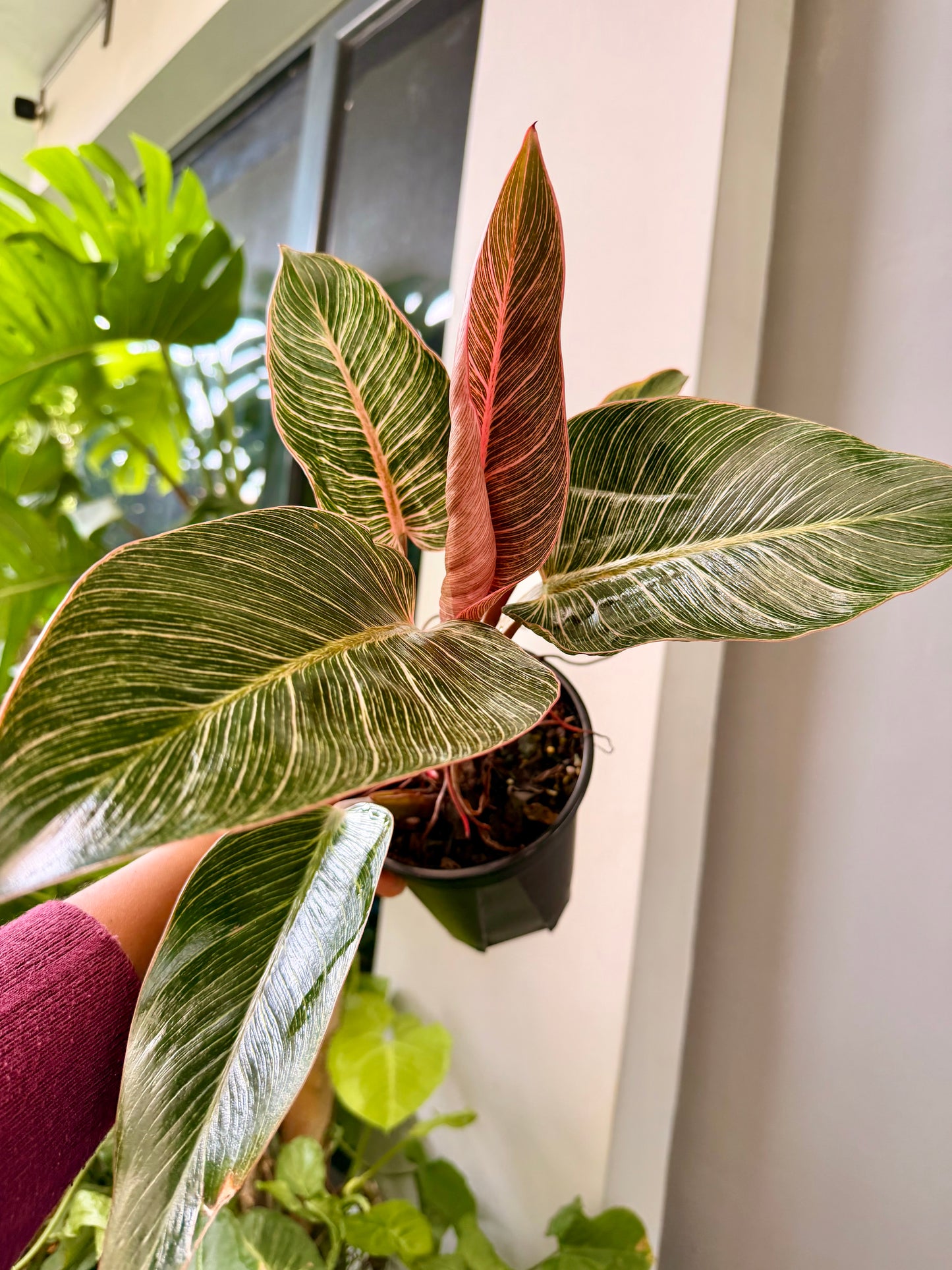 Philodendron pink Birkin