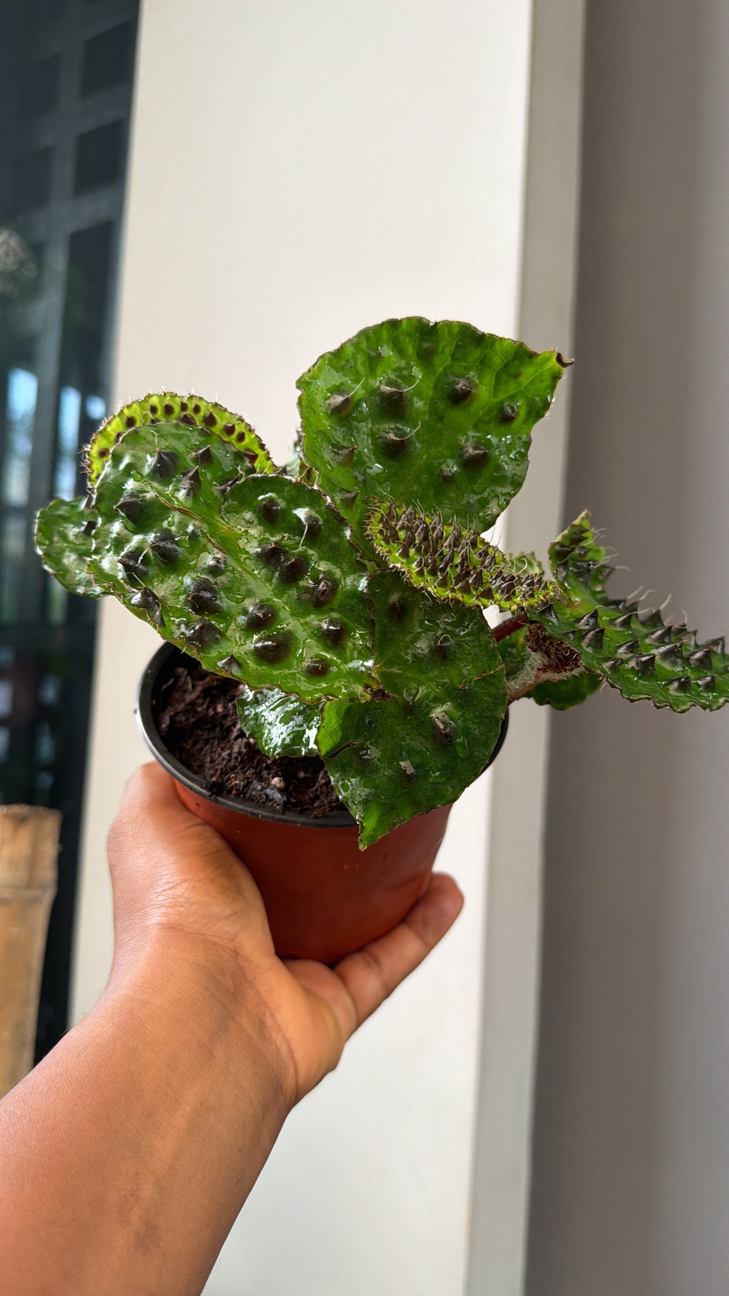 Begonia Melanobullata