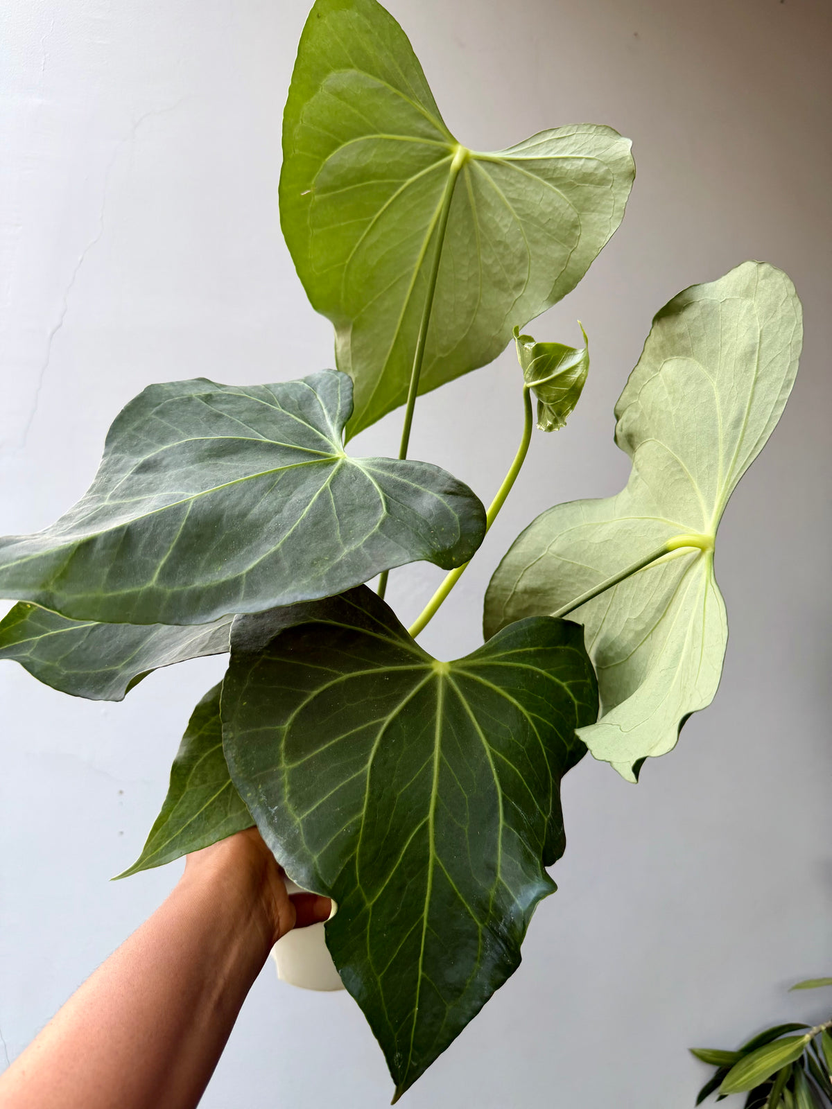 Anthurium Delta force
