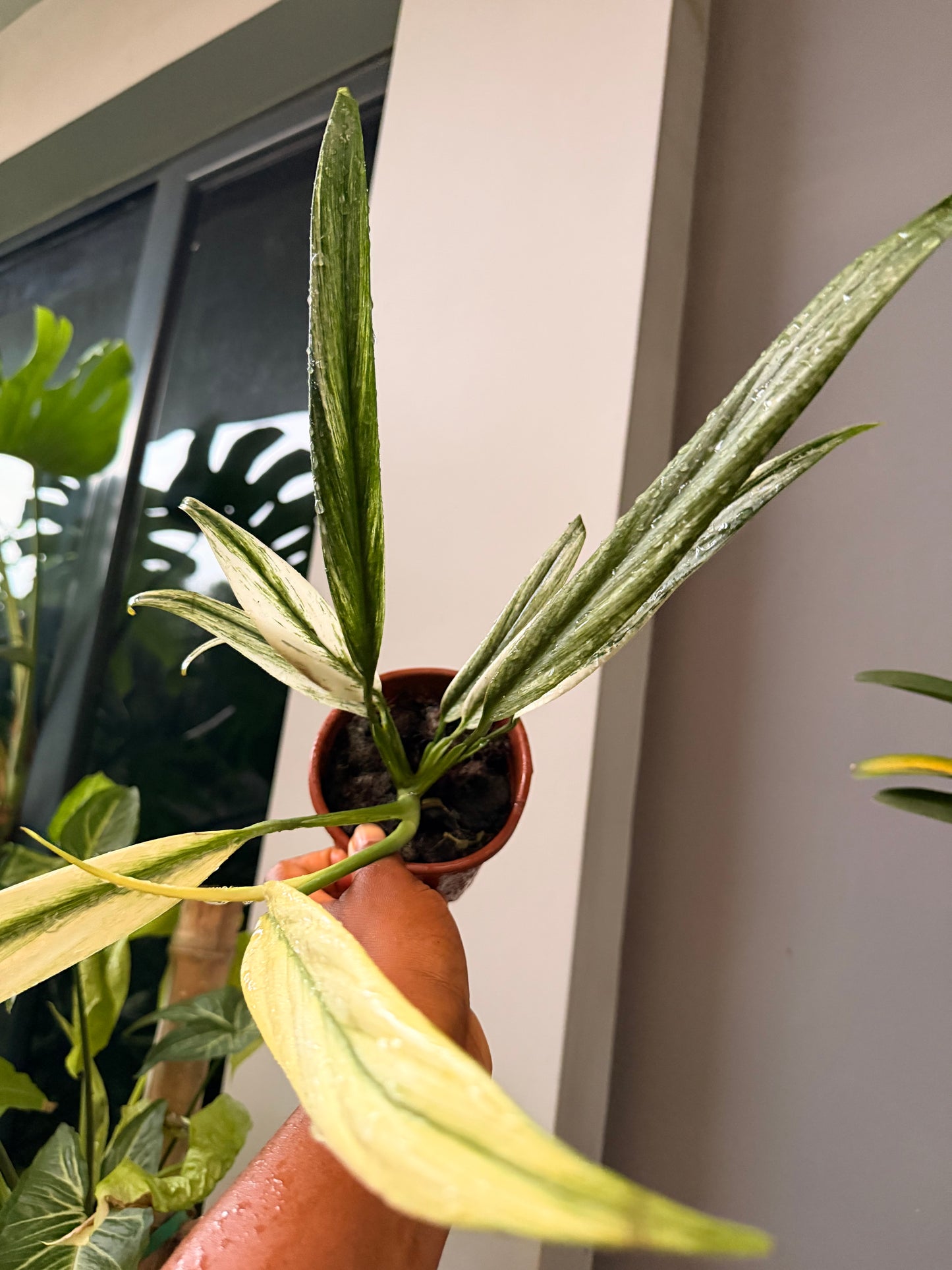 Epipremnum amplissimum variegated