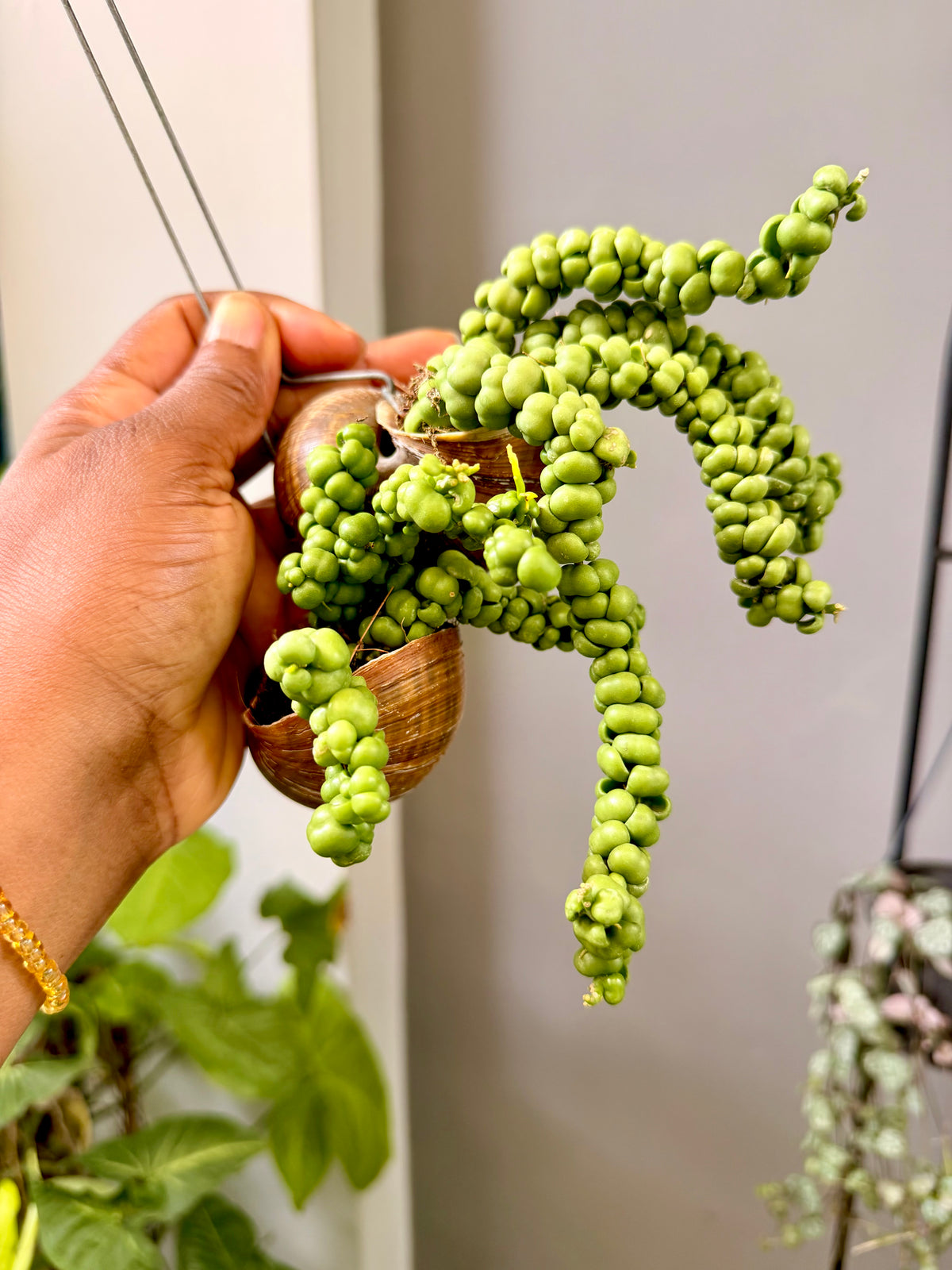 Dischidia nummularia
'Pangolin Kisses'