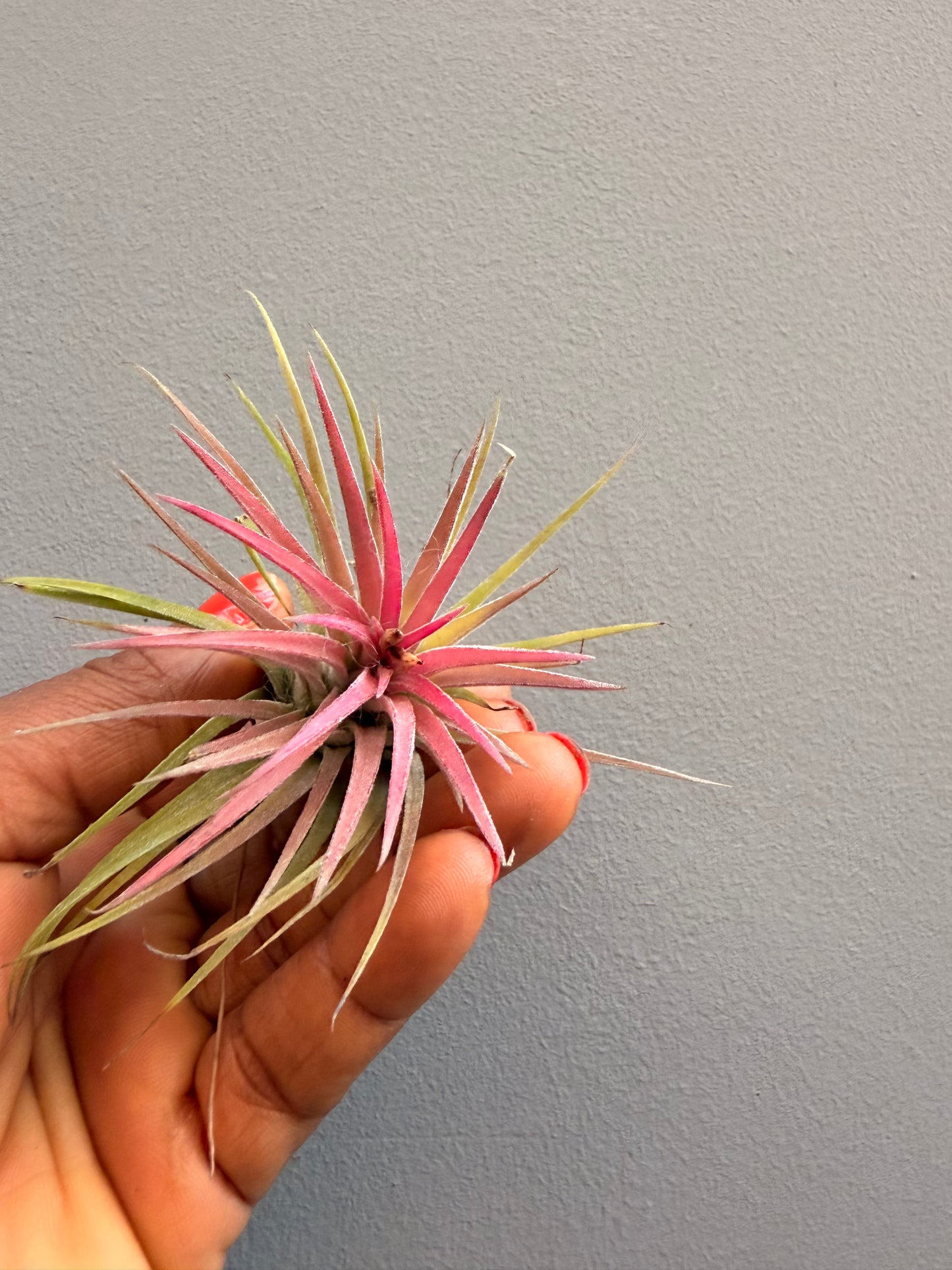 Tillandsia ionantha 'Rubra(in a decorative shell)