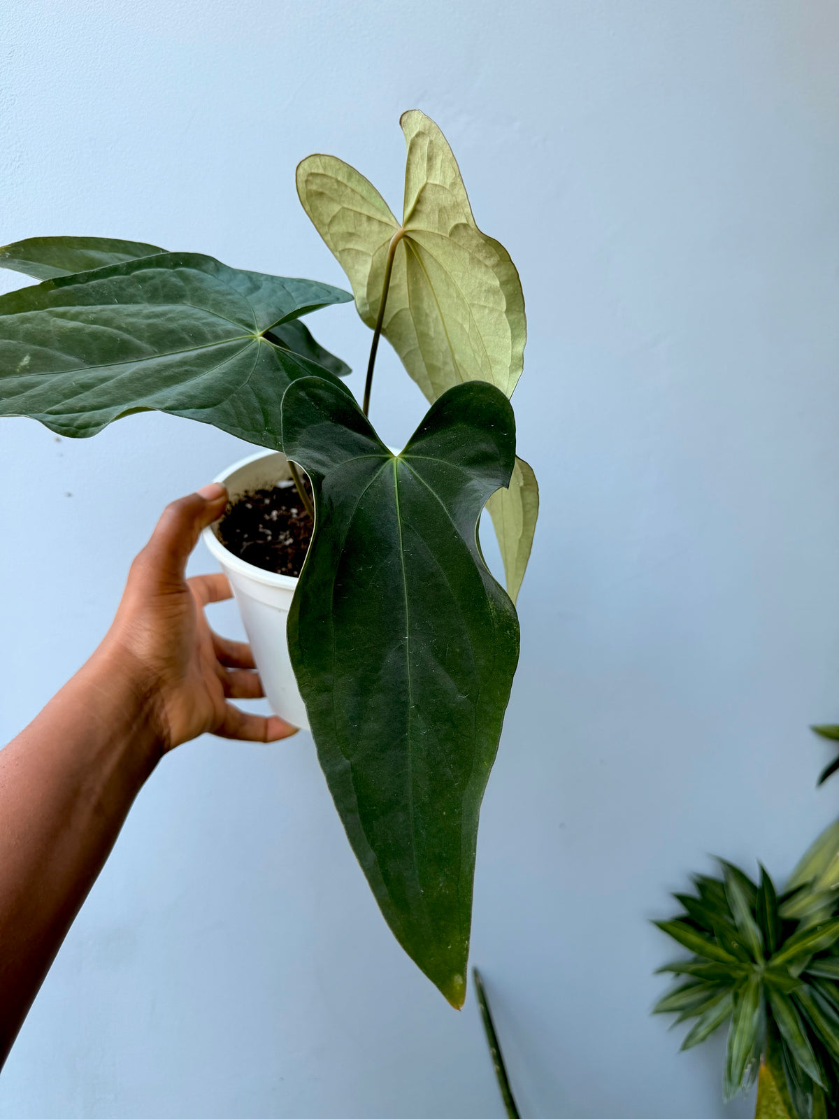 Anthurium portillae x BVEP