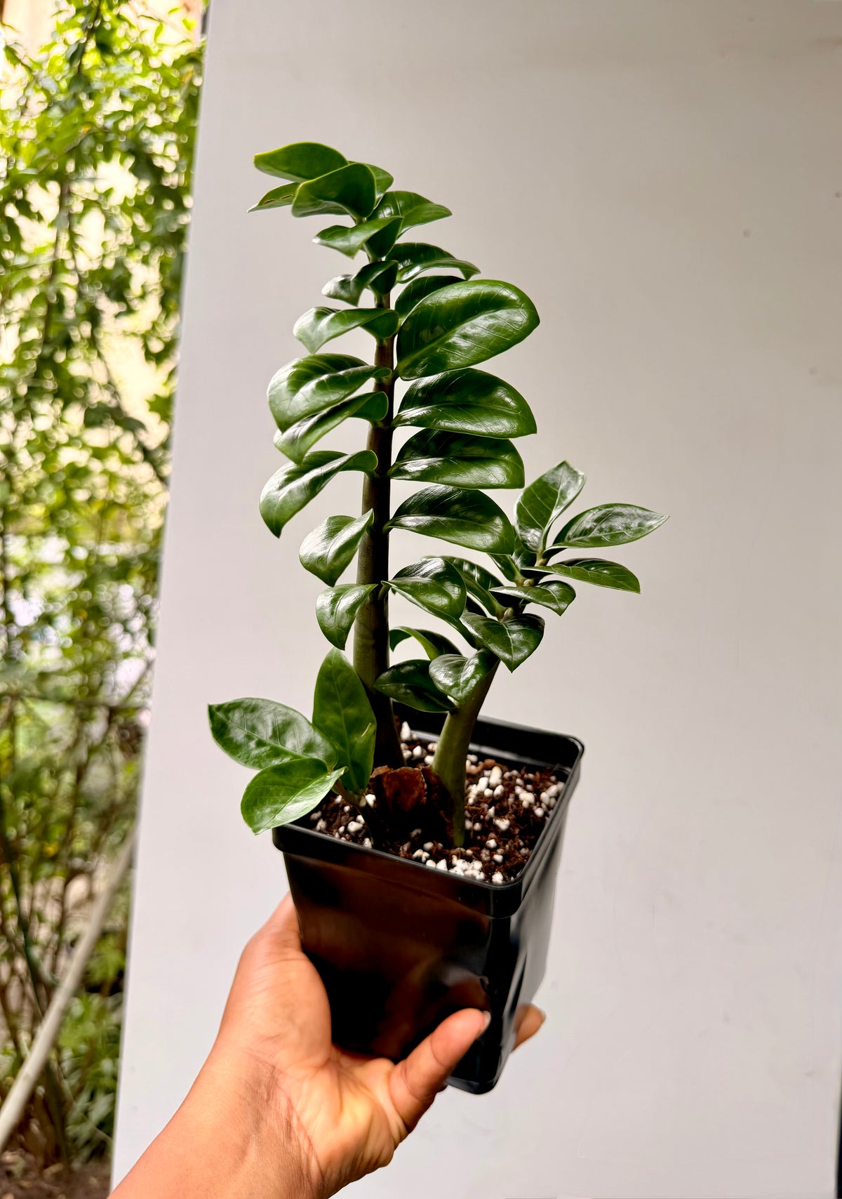 ZZ Zenzi