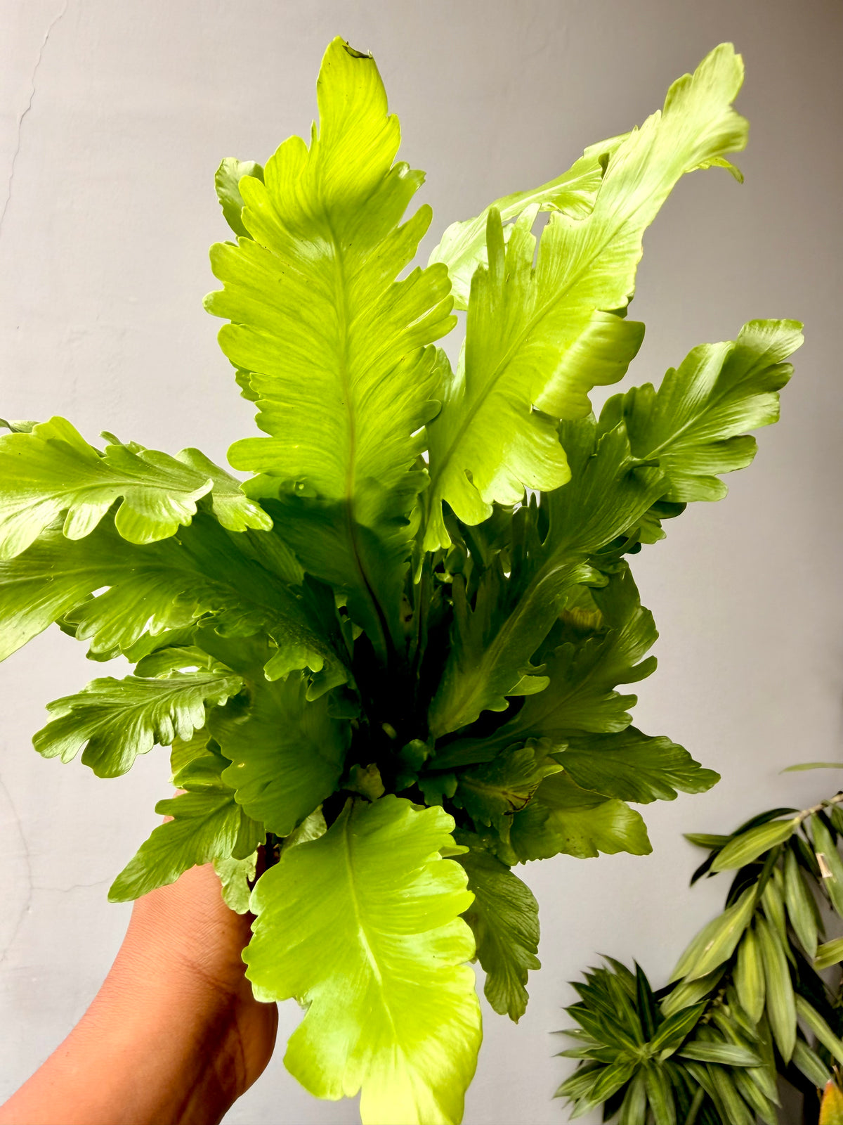 Asplenium Nidus Campio
