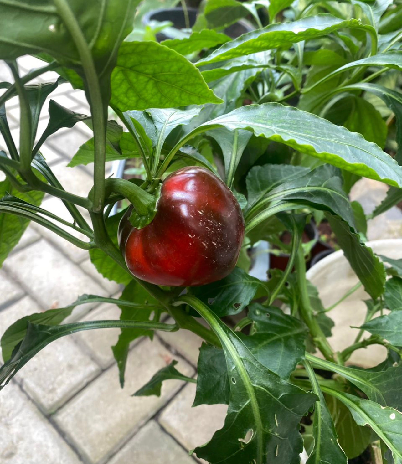 Ganga bell pepper seeds F1