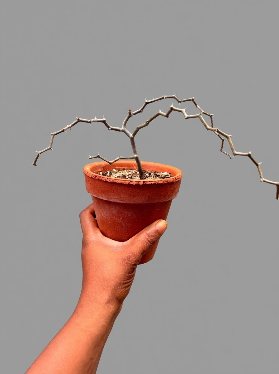 Zig Zag plant (Decaryia Madagascariensis)