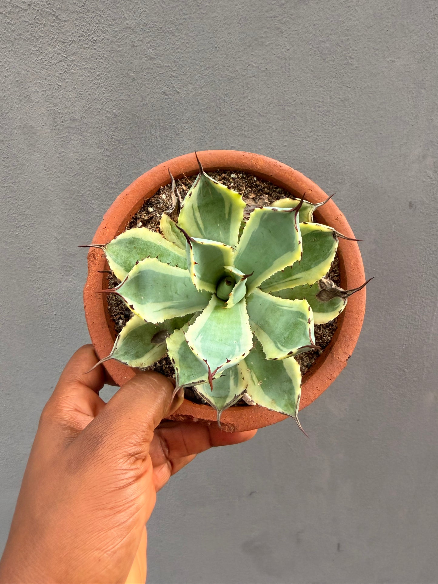 Agave potatorum ‘Kissho Kan’ marginata