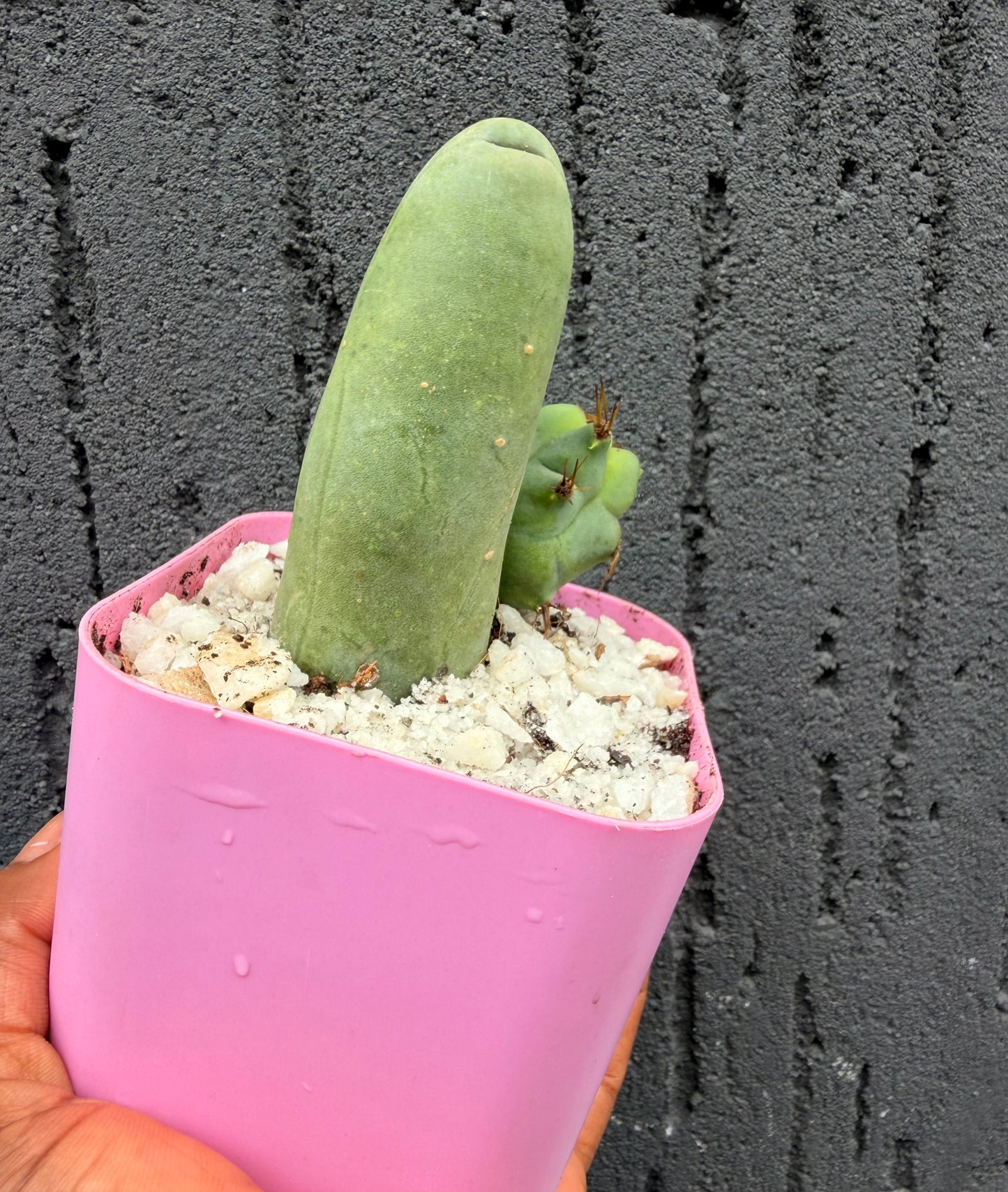 Penis Cactus
