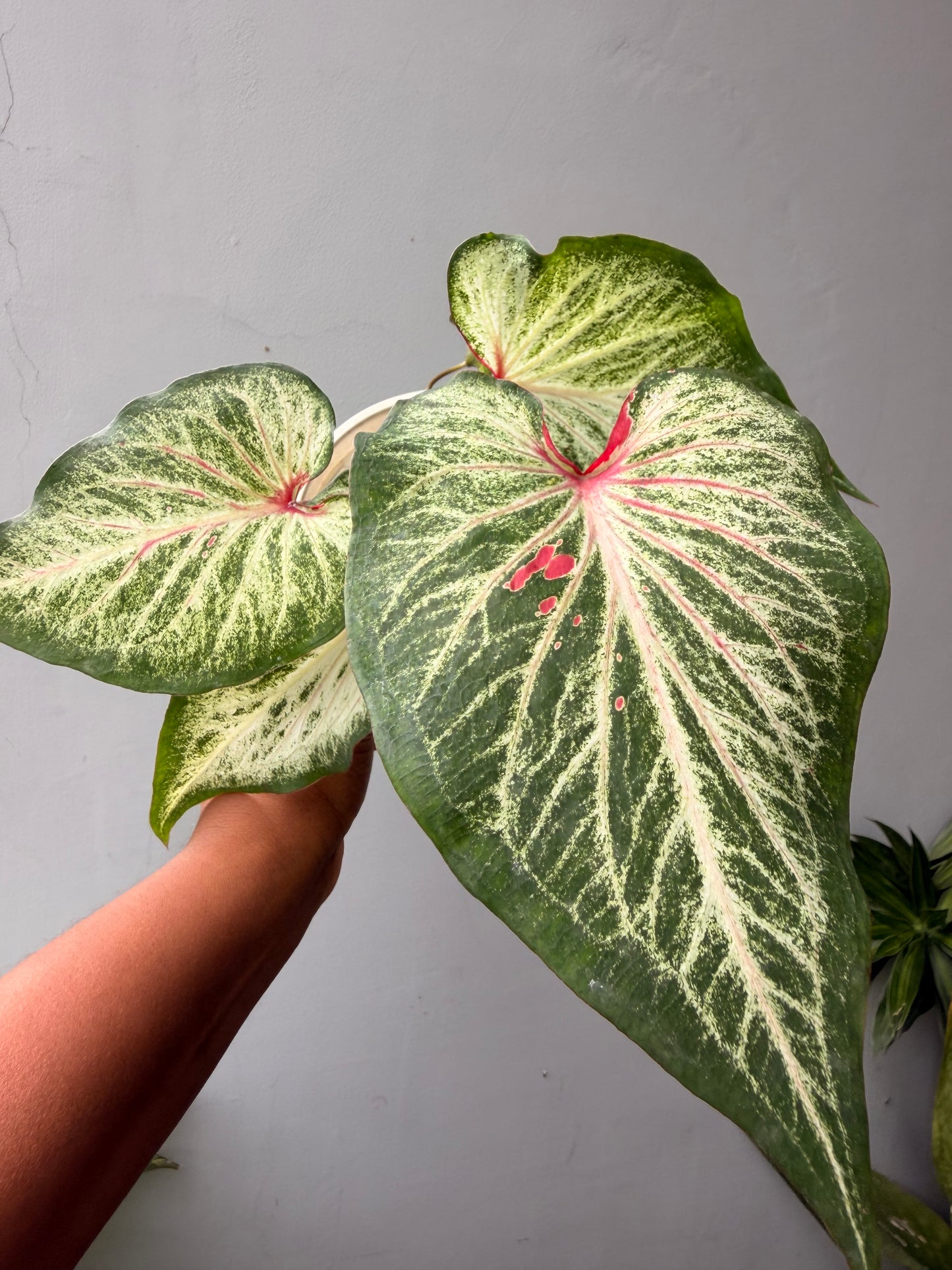 Caladium