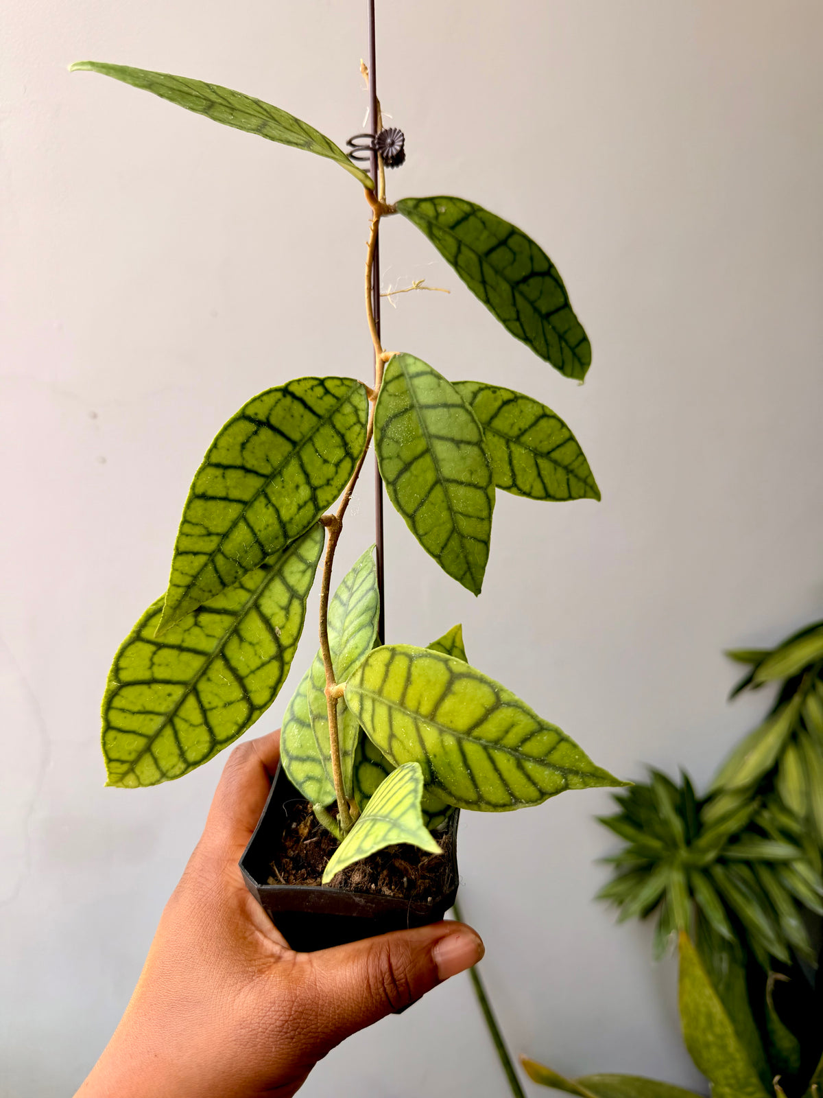 Hoya callistophylla (Turtle Back)